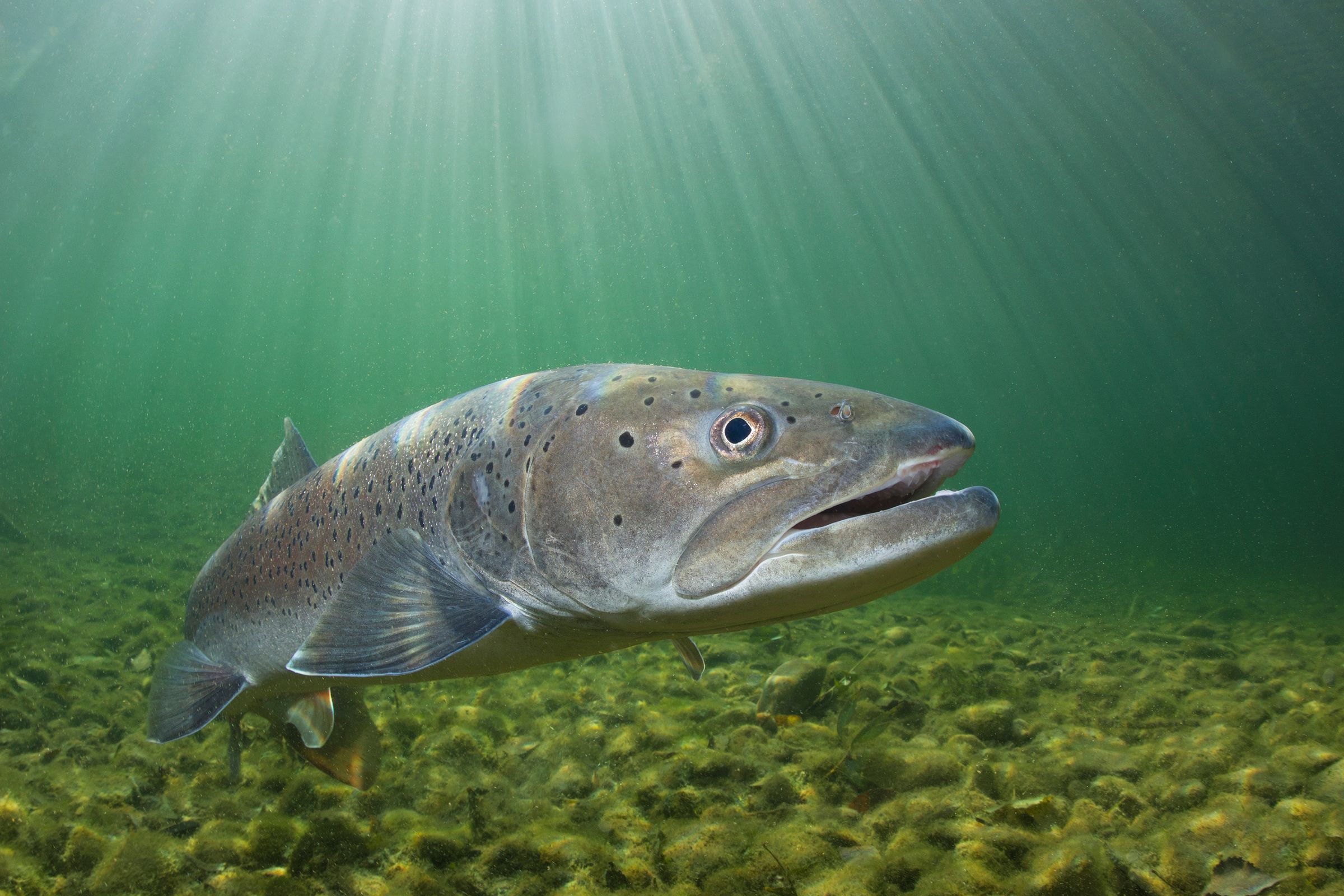 Common huchen (Hucho hucho) swimming in nice river. Beautiful salmonid fish in close up photo. Underwater photography in wild nature. Mountain creek habitat.