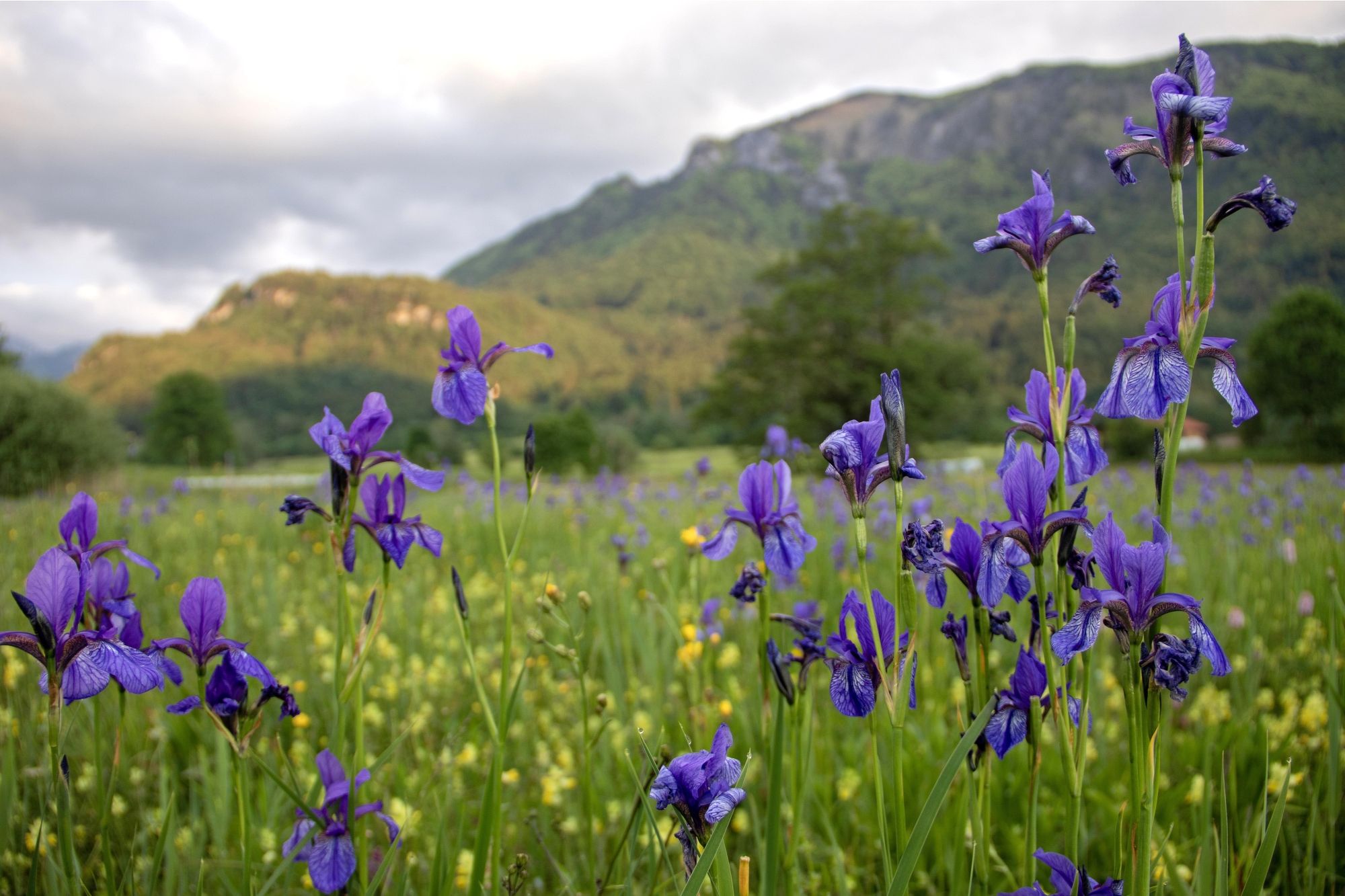 (Foto: Sonja Kreil) Lila blühende Schwertlilien auf einer Wiese vor dem Hintergrund der Berge