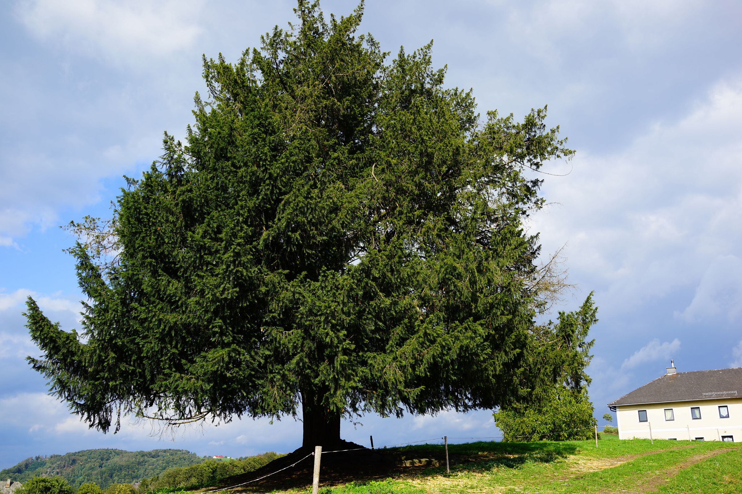 Stadtbaum-Portraits: Eibe auf grüner Wiese vor grau-blauem Himmel (Foto: Wolfgang/stock.adobe.com)