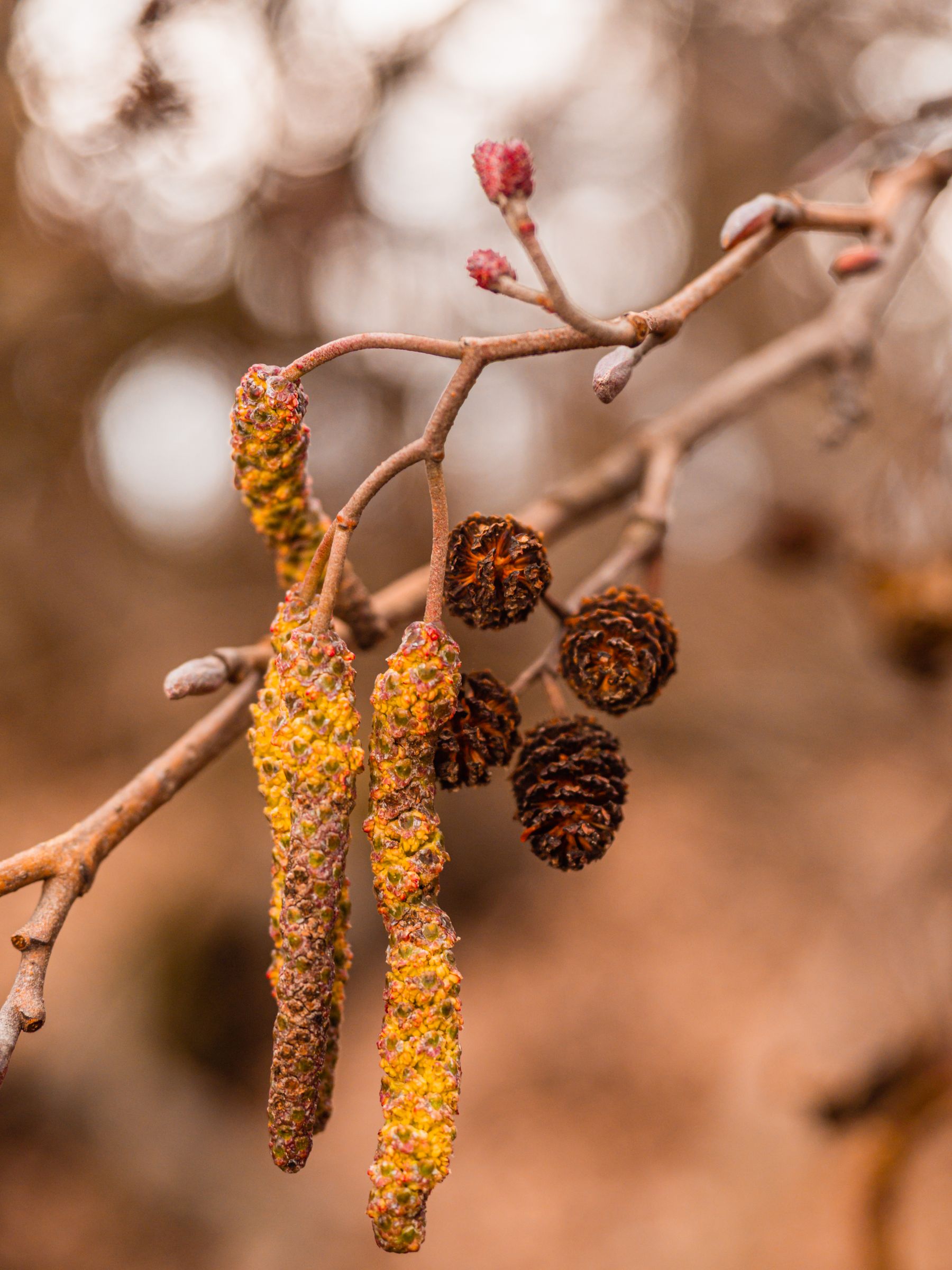 Stadtbaum-Portraits: gelbe Blüten und braune Zapfen einer Erle (Foto: goldi59/stock.adobe.com)