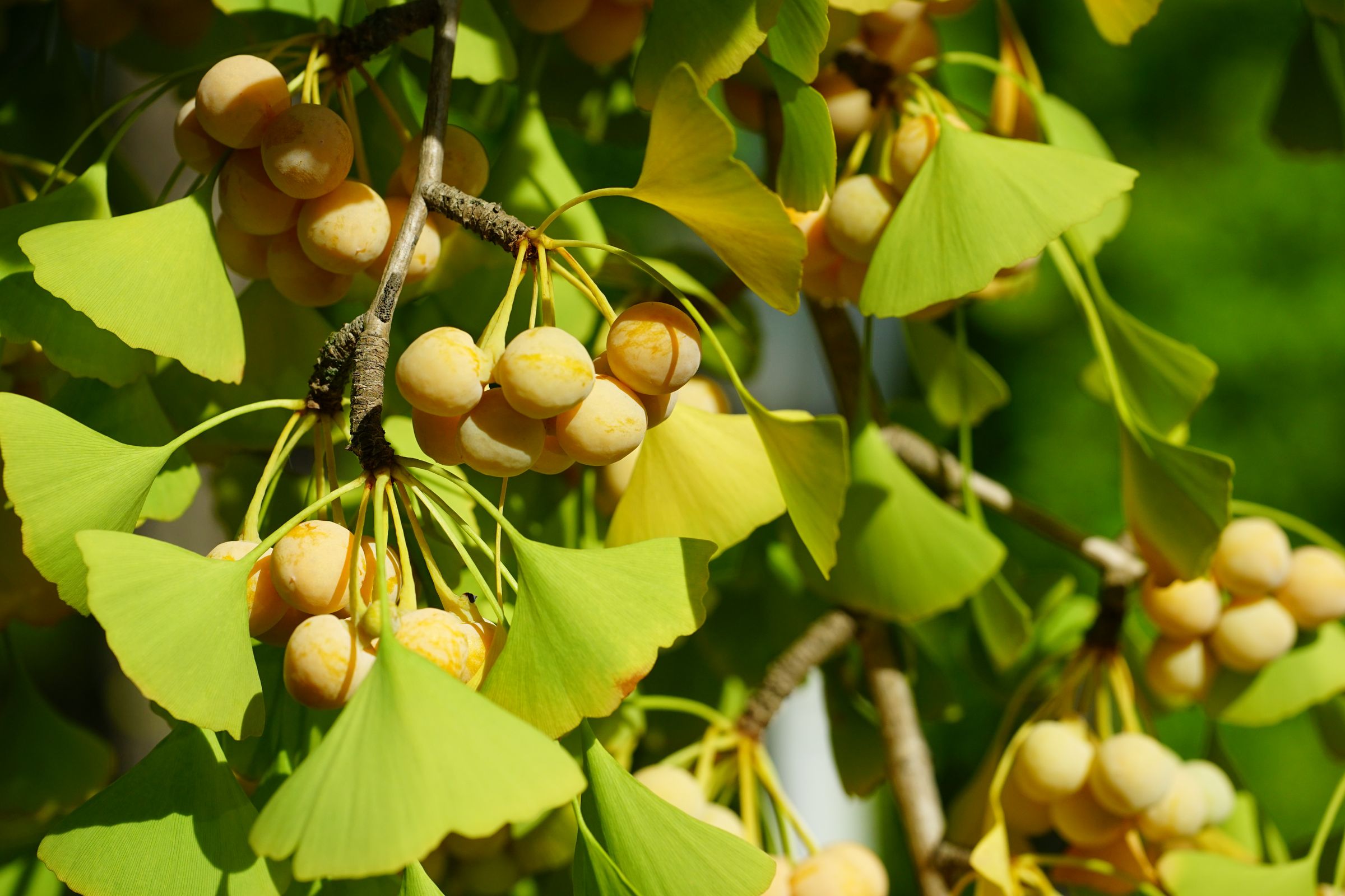 Stadtbaum-Portraits: gelbe Früchte eine Ginkgos (Foto: eqroy/stock.adobe.com)