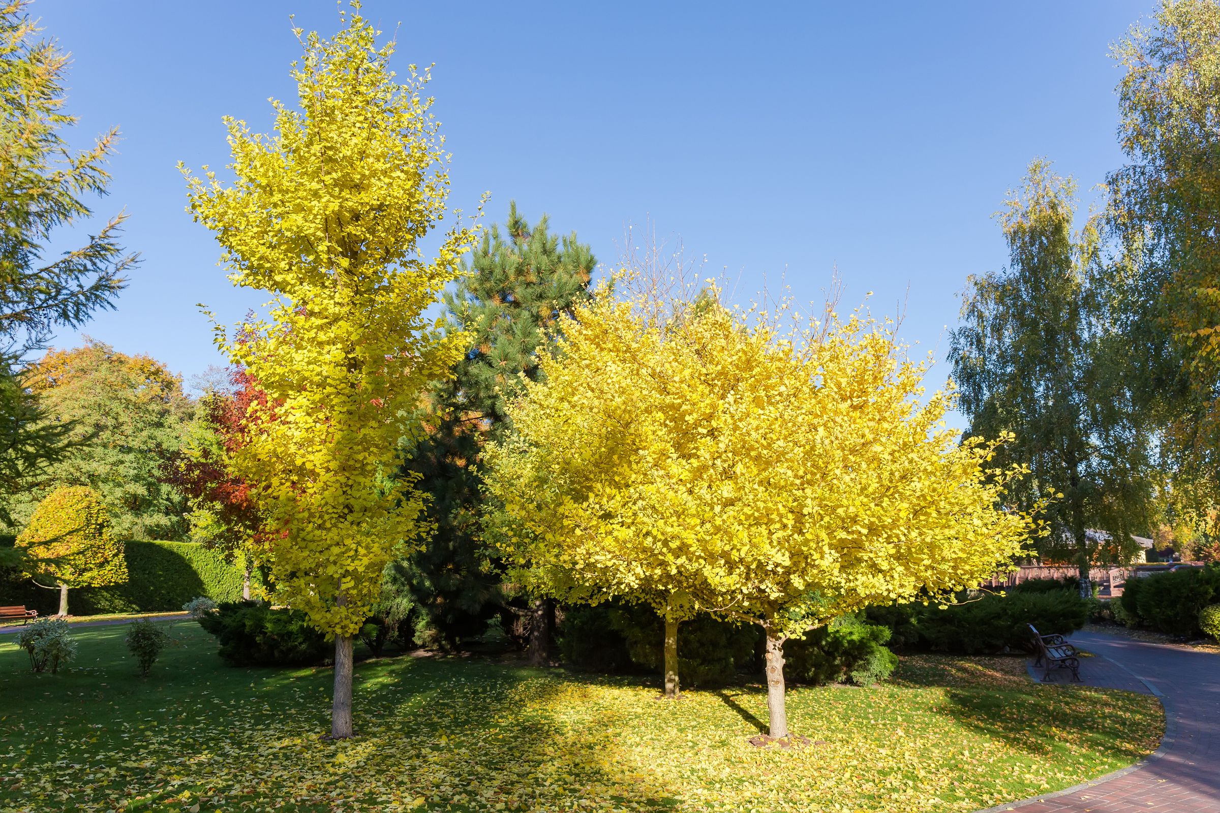 Stadtbaum-Portraits: drei Ginkgos mit intensiv gelbem Herbstlaub (Foto: An-T/stock.adobe.com)