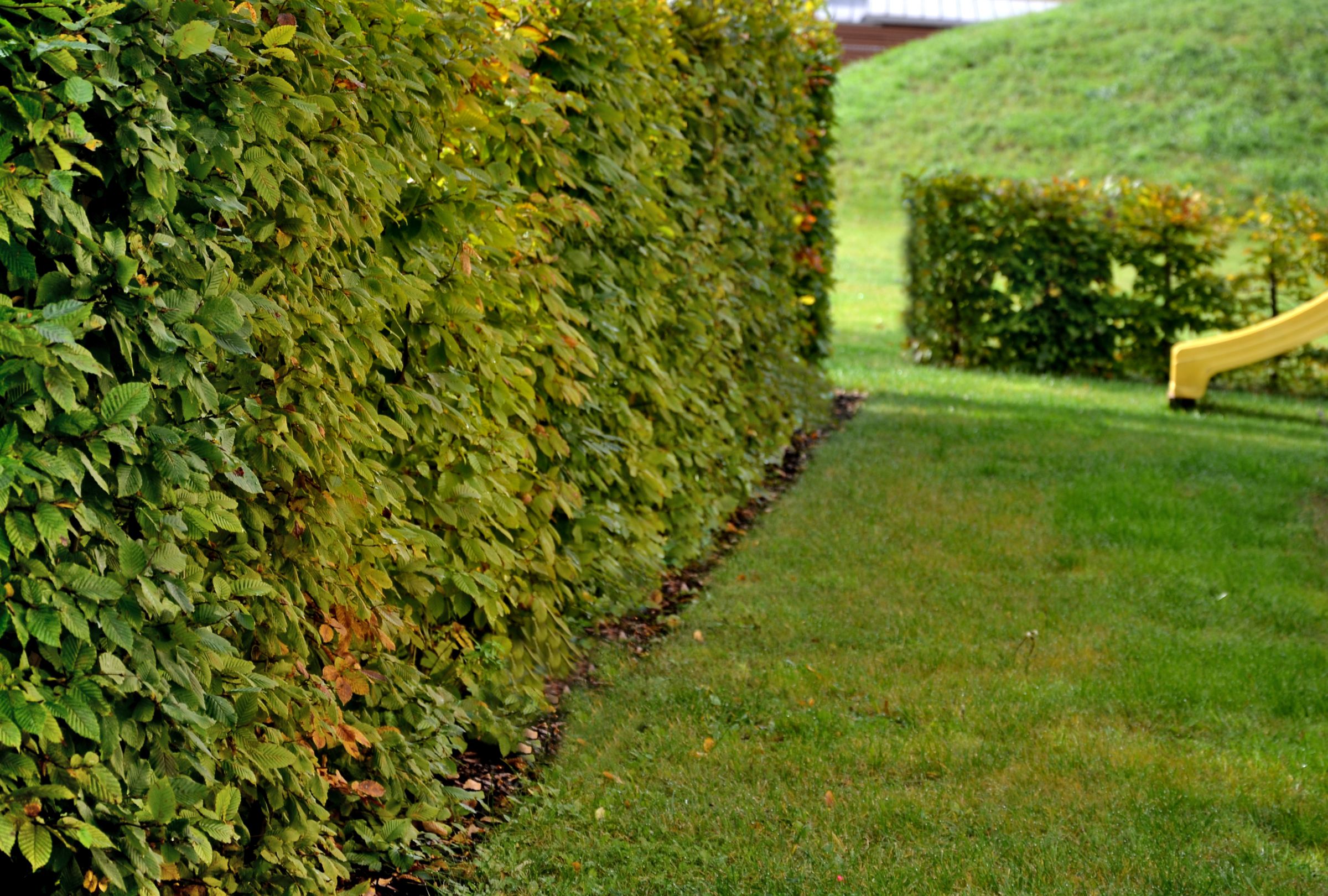 Stadtbaum-Portraits: Hainbuchen-Hecke (Foto: Michal/stock.adobe.com)