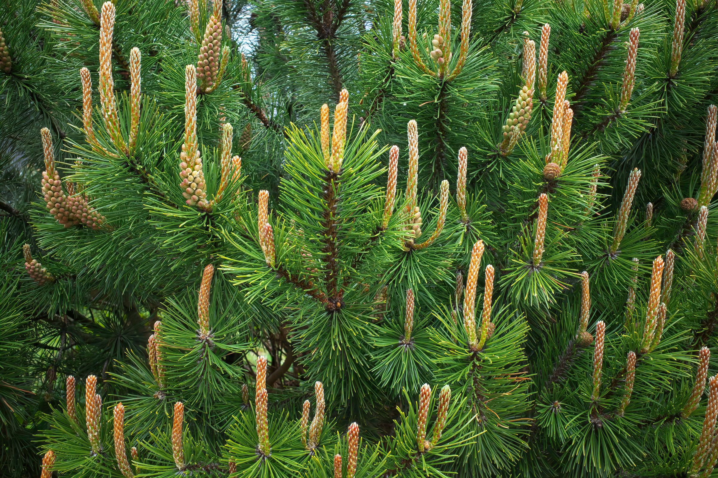 Stadtbaum-Portraits: weibliche Blüten einer Waldkiefer (Foto: Igor/stock.adobe.com)
