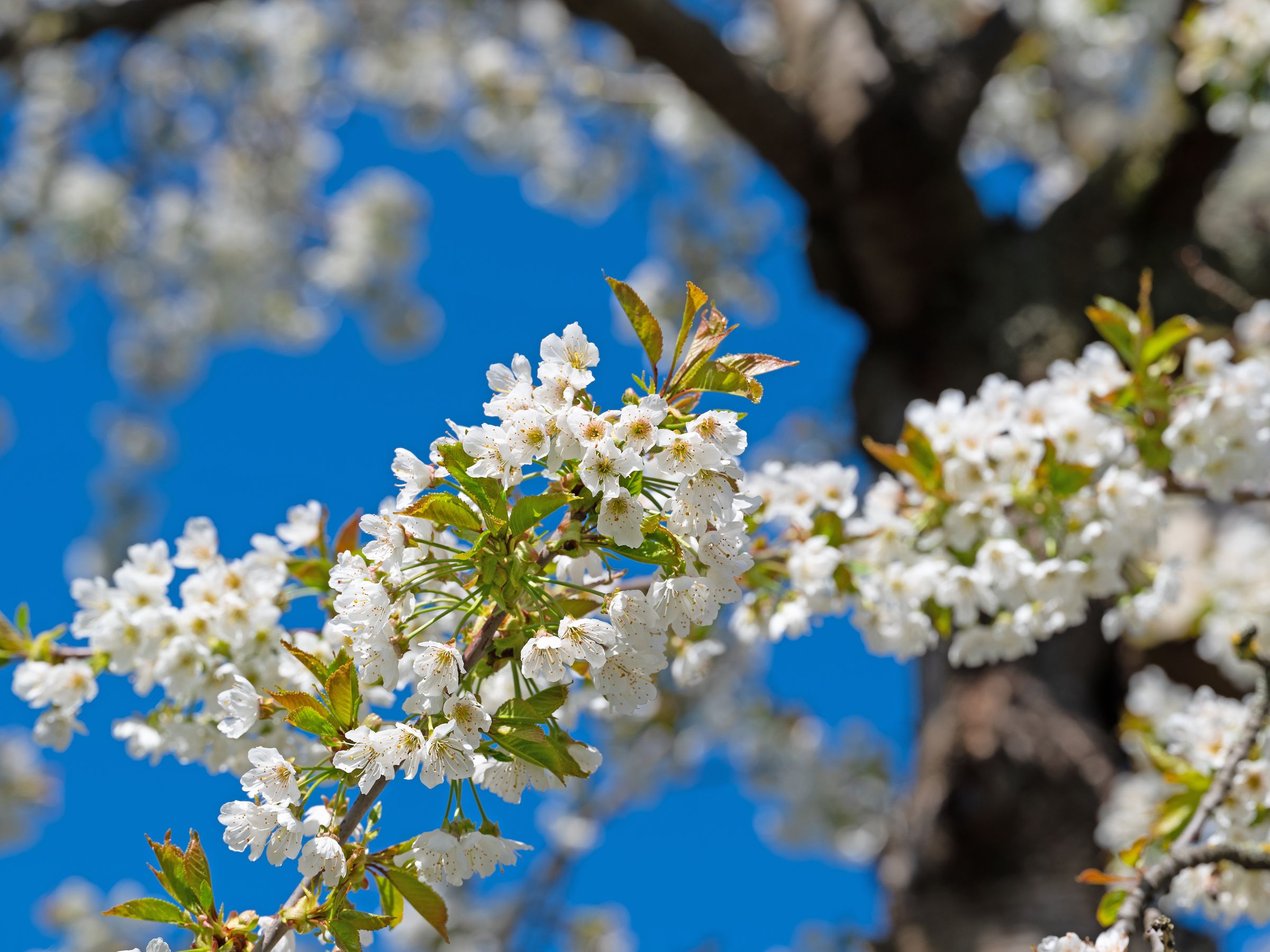 Stadtbaum-Portraits: kirschblüten (Foto: M. Schuppich/stock.adobe.com)