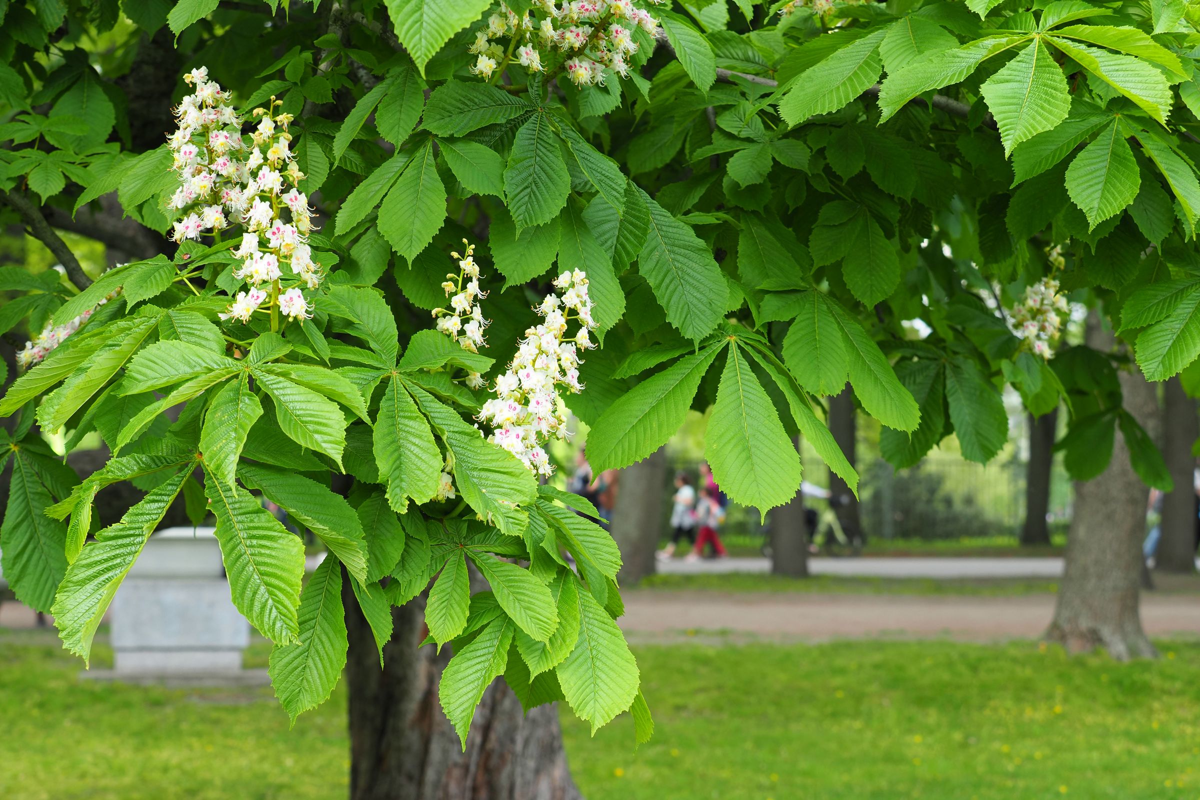 Stadtbaum-Portraits: Blüten einer Rosskastanie (Foto: ANGHI/stock.adobe.com)