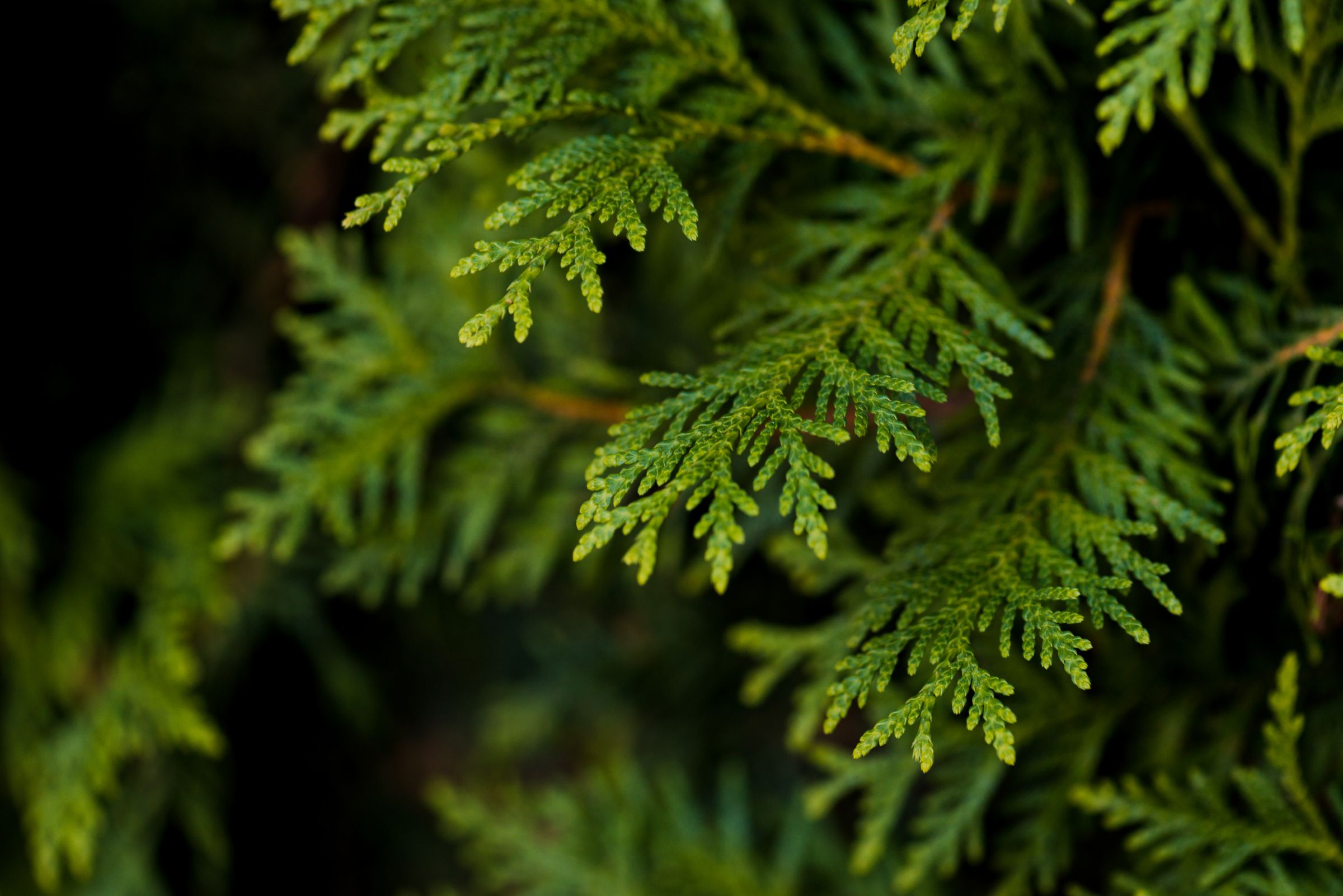 Stadtbaum-Portraits: Blätter einer Thuja (Foto: di_ryan/stock.adobe.com)