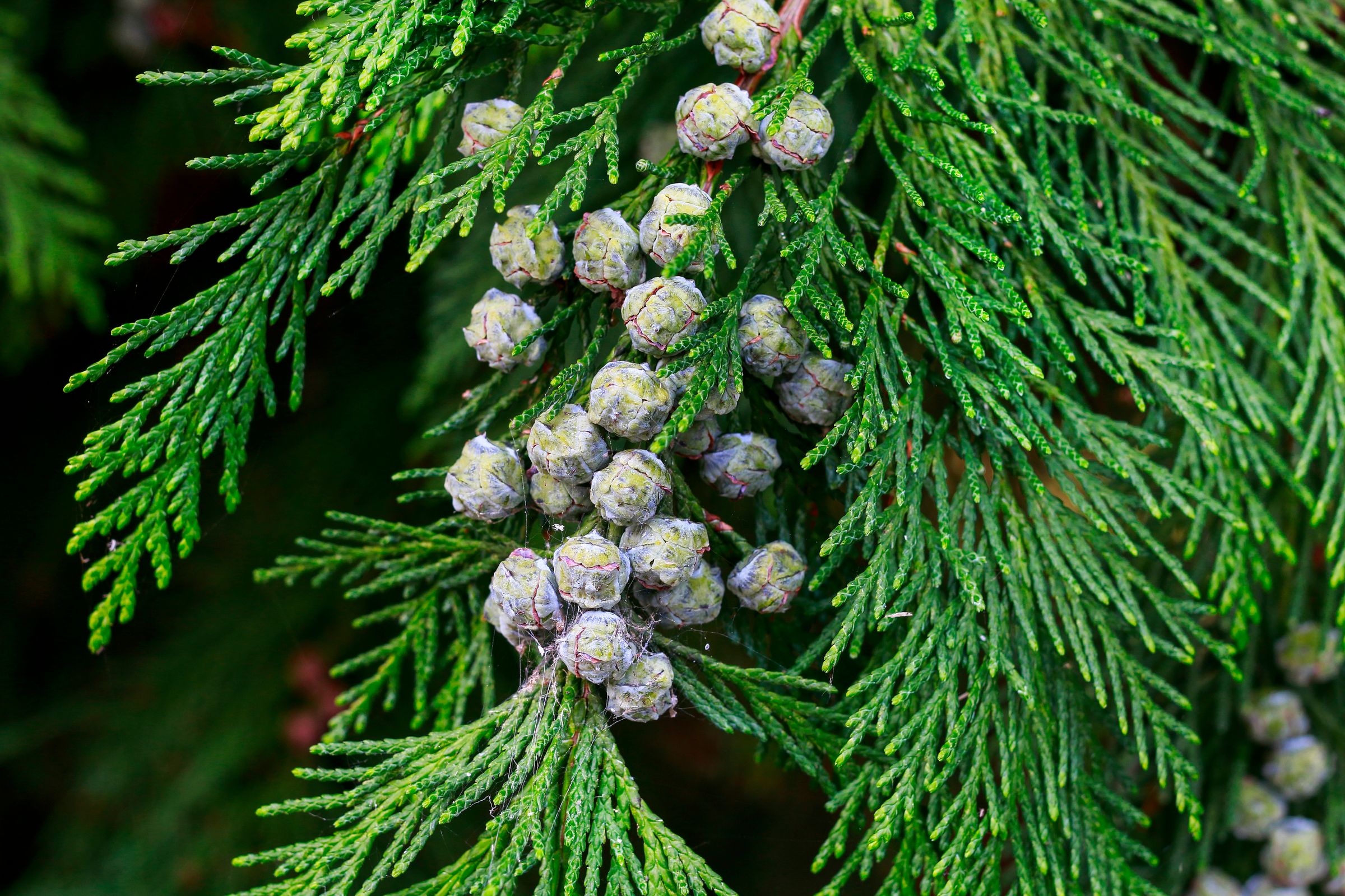 Stadtbaum-Portraits: männliche Zapfen einer Thuja (Foto: agneskantaruk/stock.adobe.com)