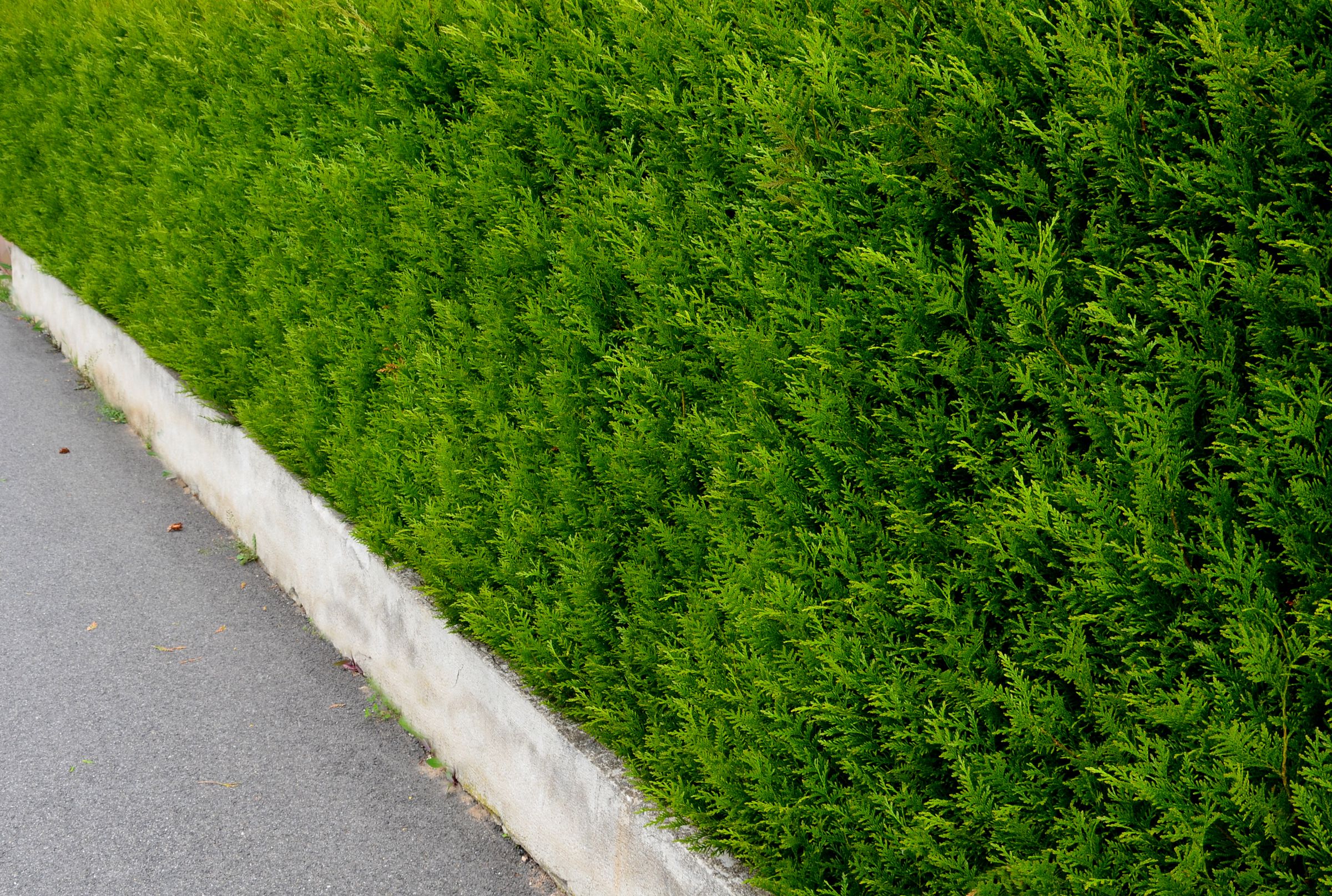 Stadtbaum-Portraits: Thuja Hecke (Foto: Michal/stock.adobe.com)