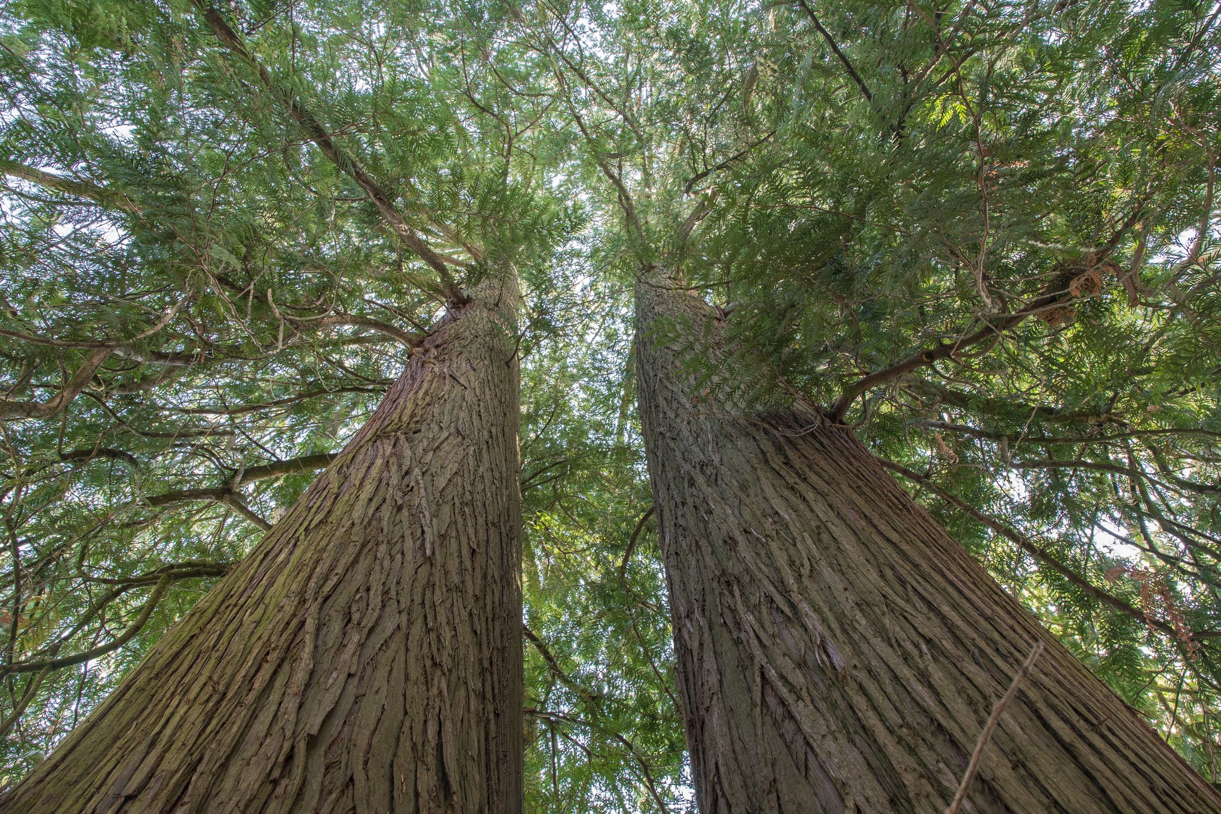 Stadtbaum-Portraits: ausgewachsene Thuja (Foto: JKeiser/stock.adobe.com)