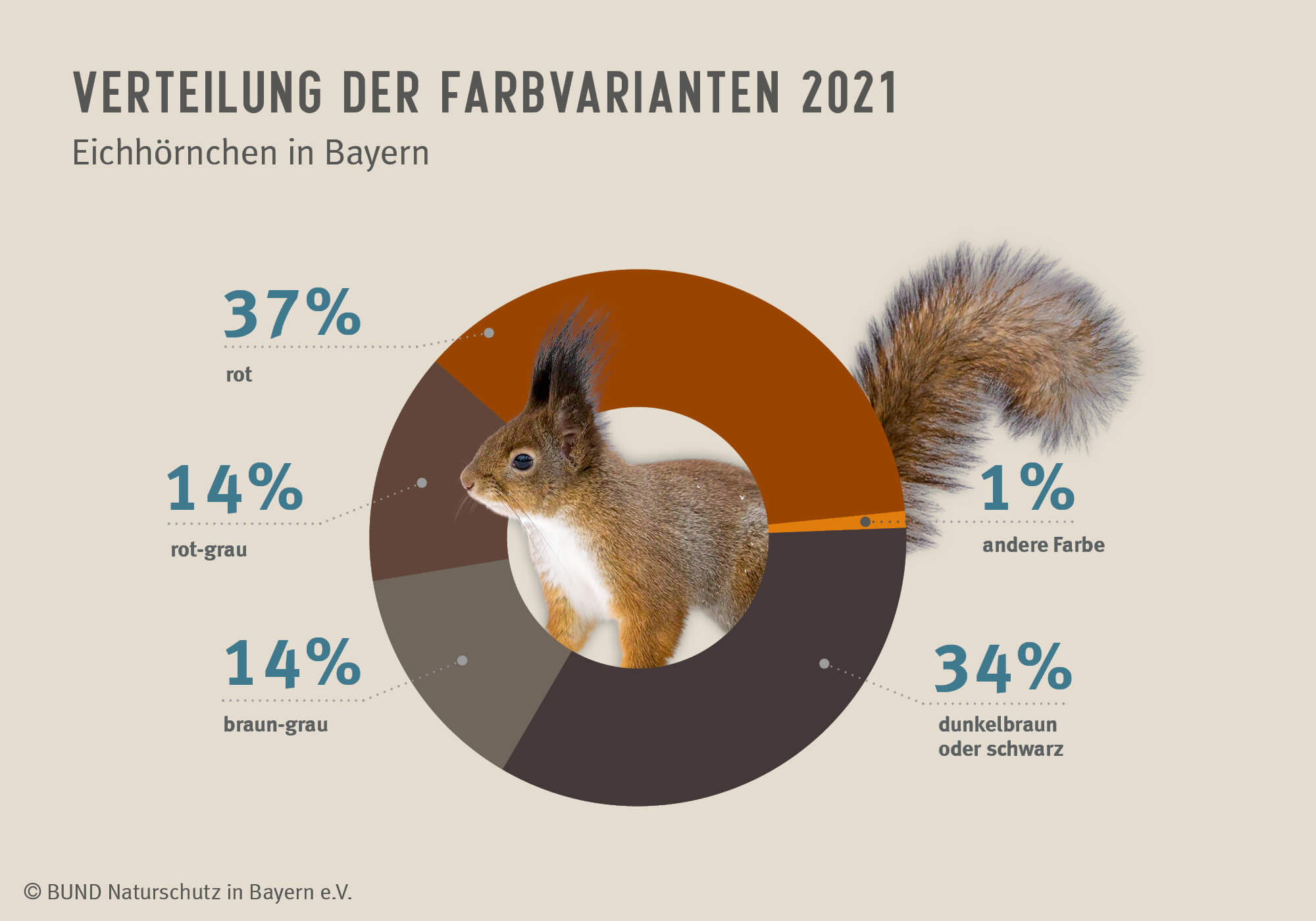 Das Diagramm zeigt, welche Fellfarben bei den beobachteten Eichhörnchen im Jahr 2021 wie oft gemeldet wurden.