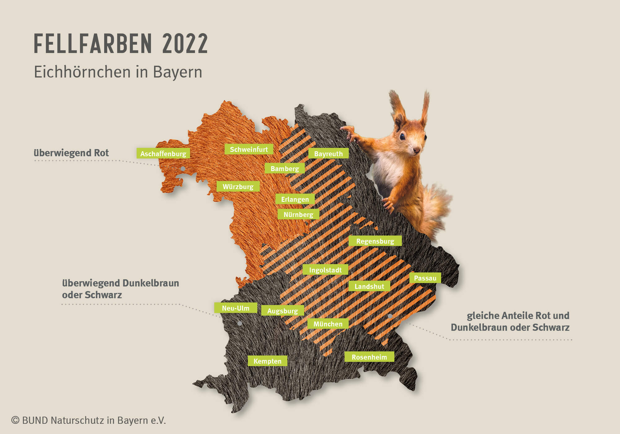 Die Landkarte zeigt für das Jahr 2022, in welcher Region Bayerns welche Fellfarbe bei den Eichhörnchen dominierte.