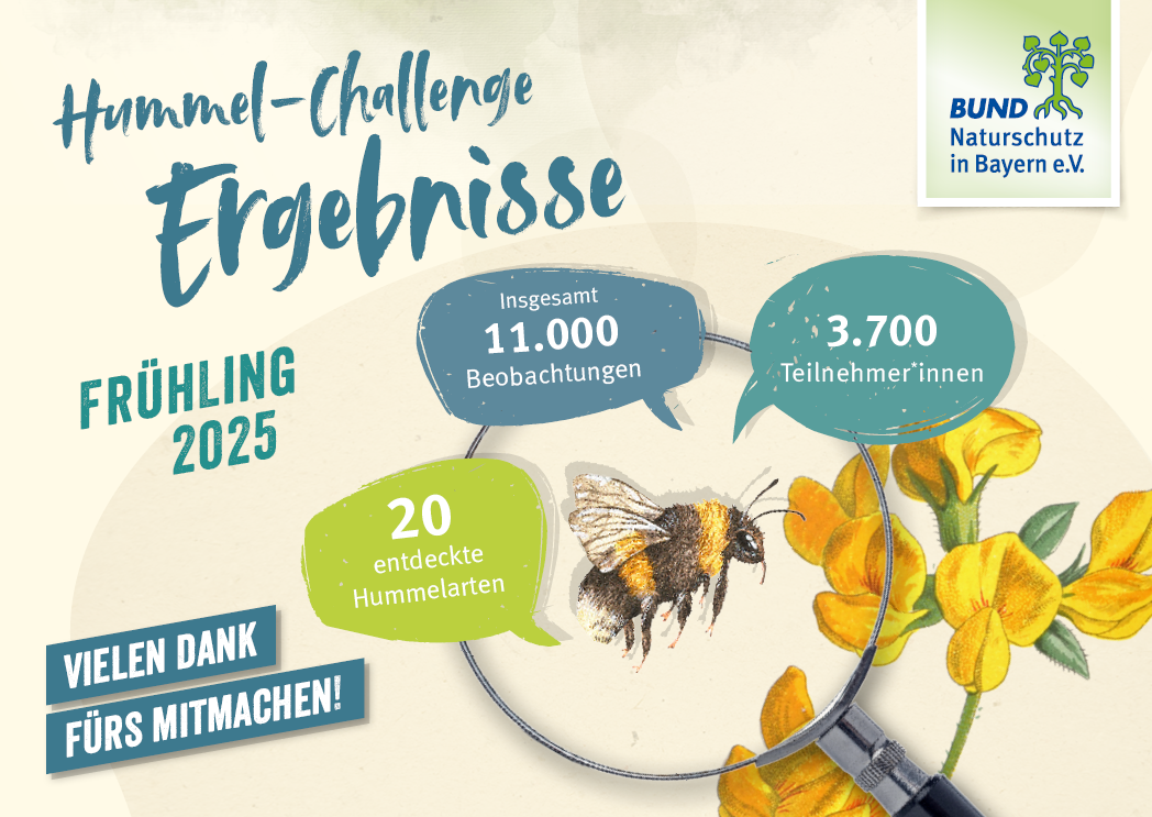 Die Grafik zeigt die Ergebnisse der Hummel-Challenge im Frühling 2025: rund 3.700 Teilnehmer*innen, 11.000 Beobachtungen und 20 entdeckte Hummelarten.