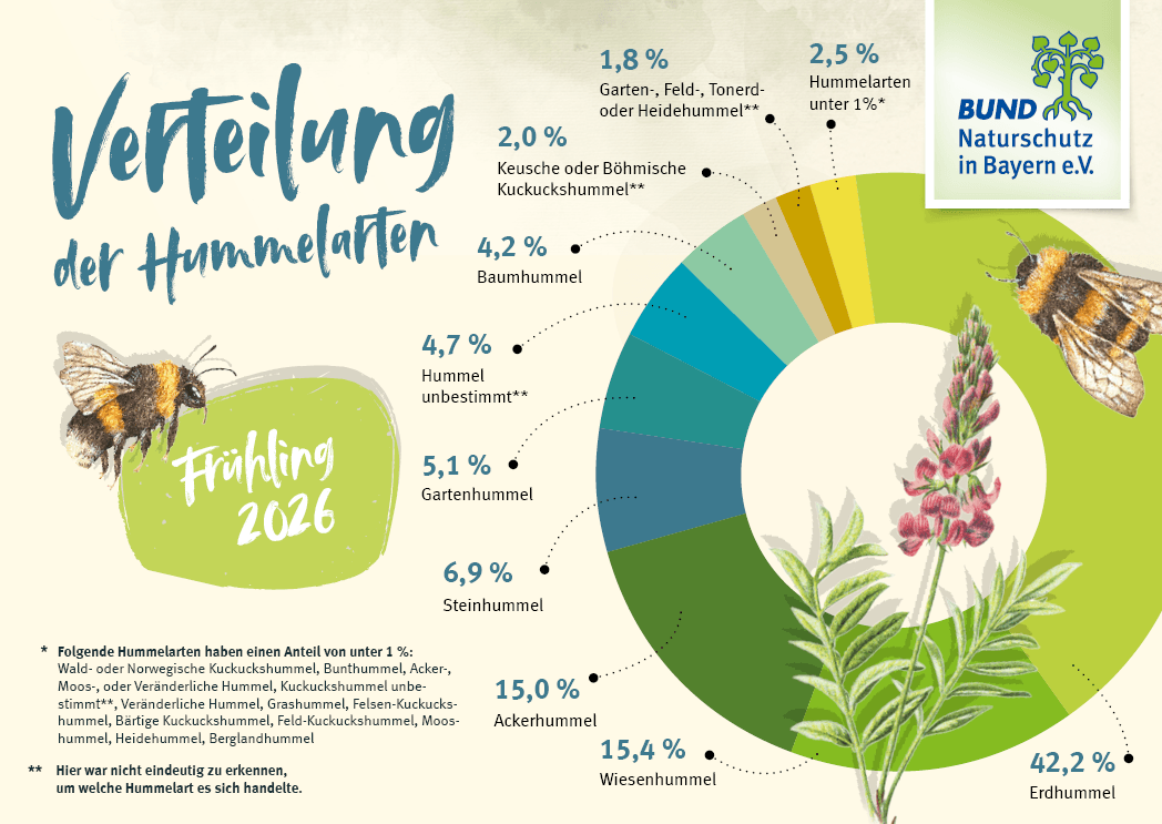 Die Grafik zeigt die prozentualen Anteile der gemeldeten Hummelarten bei der Hummel-Challenge im Frühling 2026.