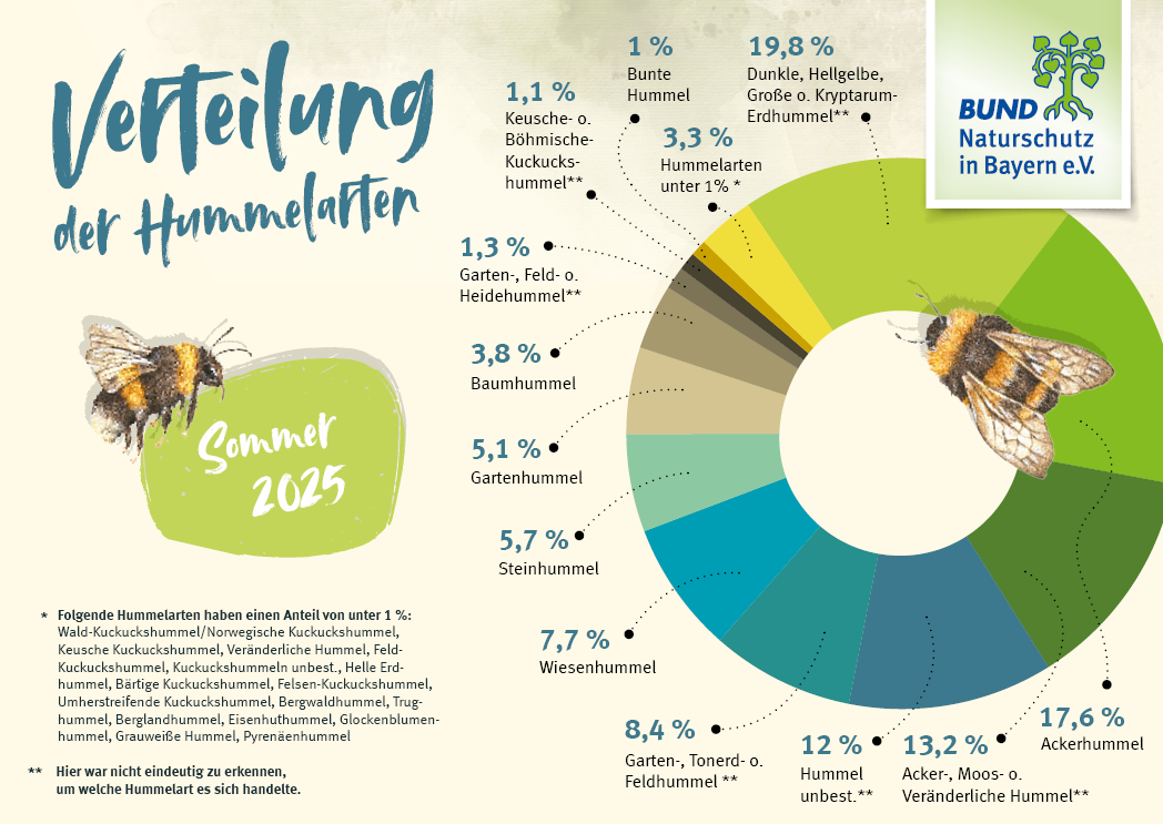 Die Grafik zeigt die prozentualen Anteile der gemeldeten Hummelarten bei der Hummel-Challenge im Juni und Juli 2025.