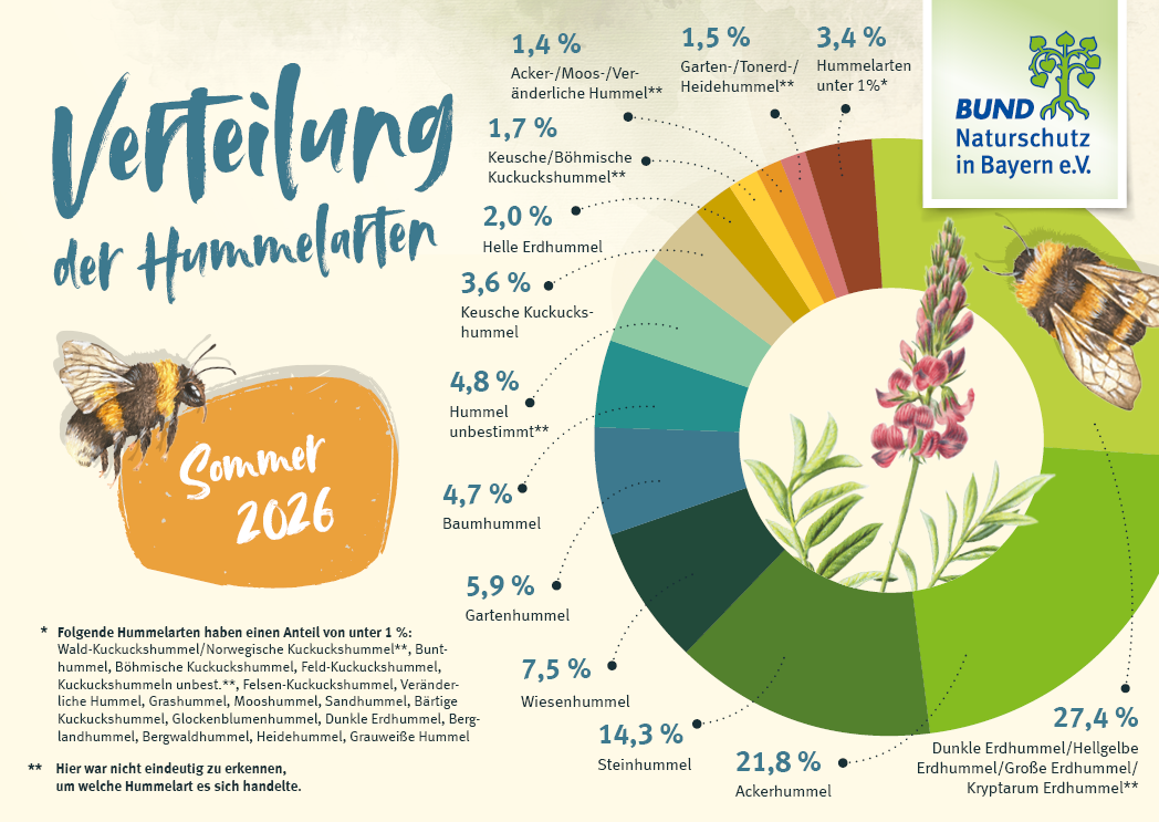 Die Grafik zeigt die prozentualen Anteile der gemeldeten Hummelarten bei der Hummel-Challenge im Sommer 2026. Die Grafik zeigt die prozentualen Anteile der gemeldeten Hummelarten bei der Hummel-Challenge im Sommer 2026.