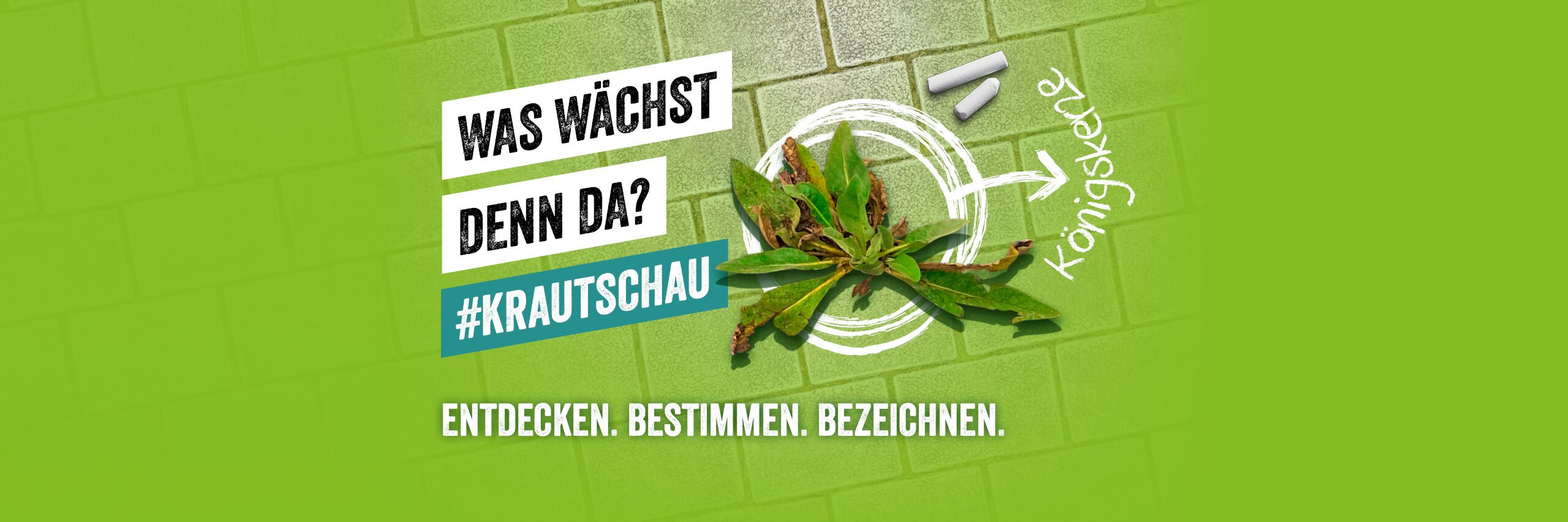 Krautschau: Werde Rebellen-Botaniker!