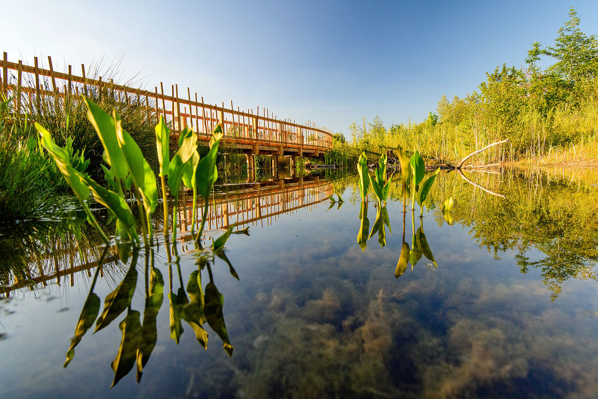 Durch einen Tümpel mit Pflanzen über und unter Wasser führt ein hölzerner Steg des Au-Erlebnisweges im Naturpark Salzachauen.