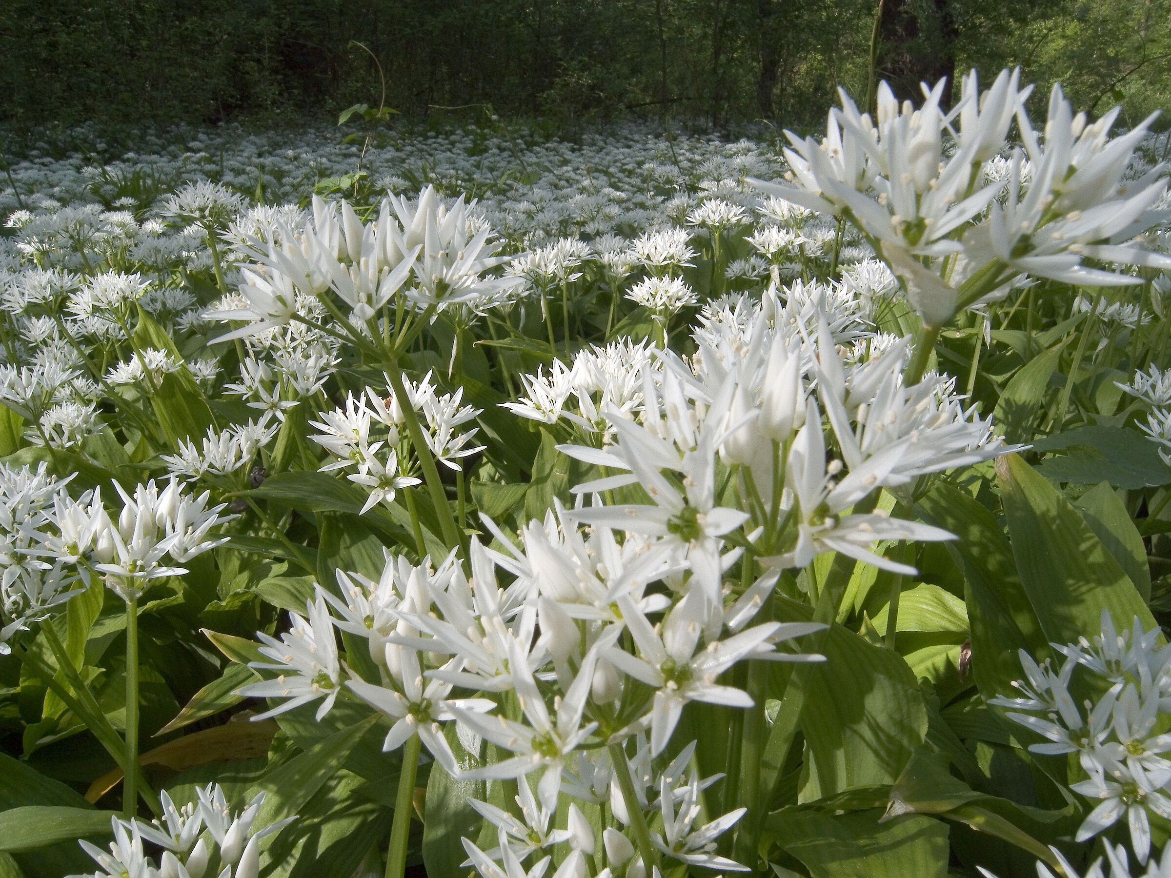 Ein Teppich weißer Bärlauch-Blüten im Auwald an der Salzach