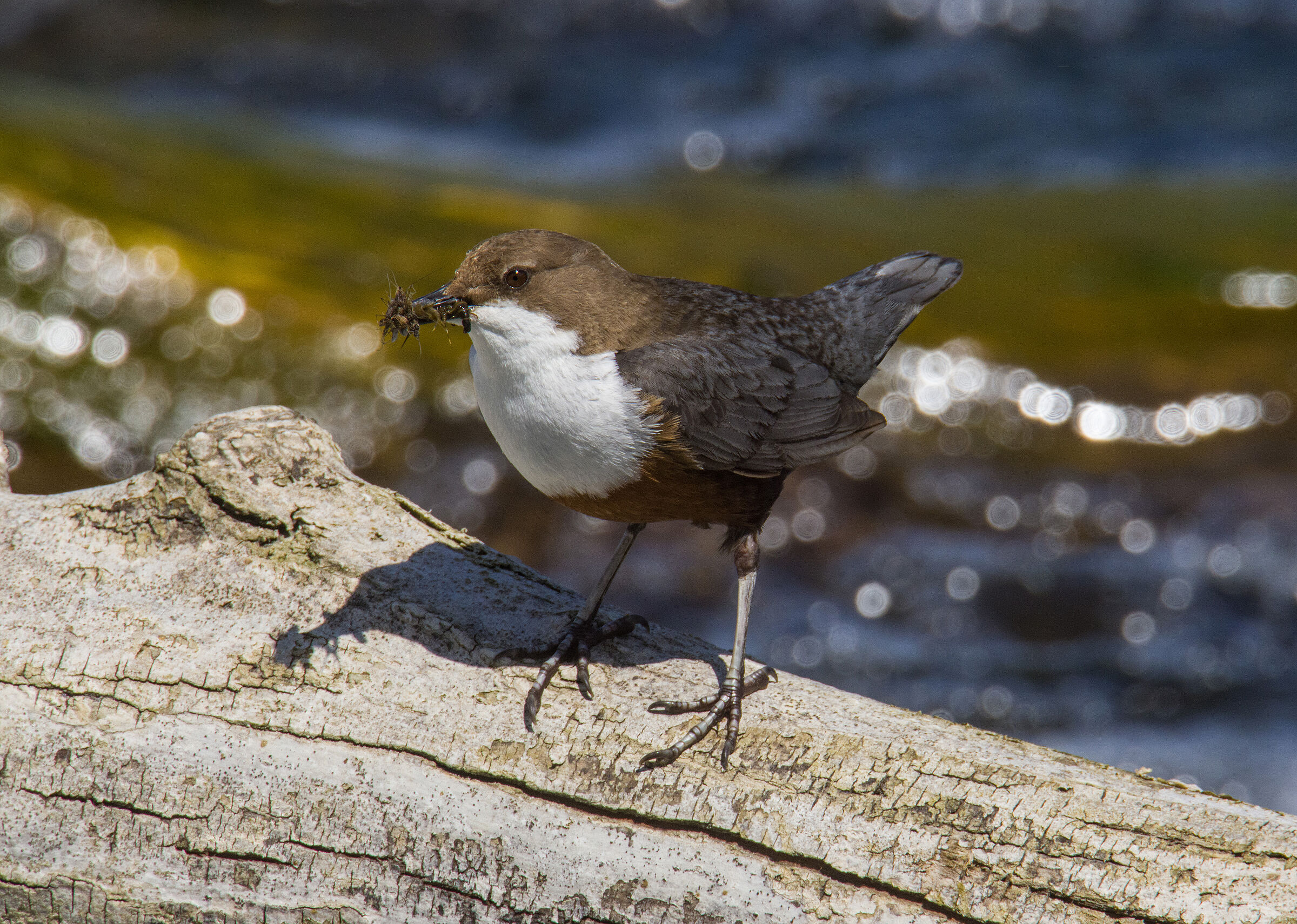 Wasseramsel