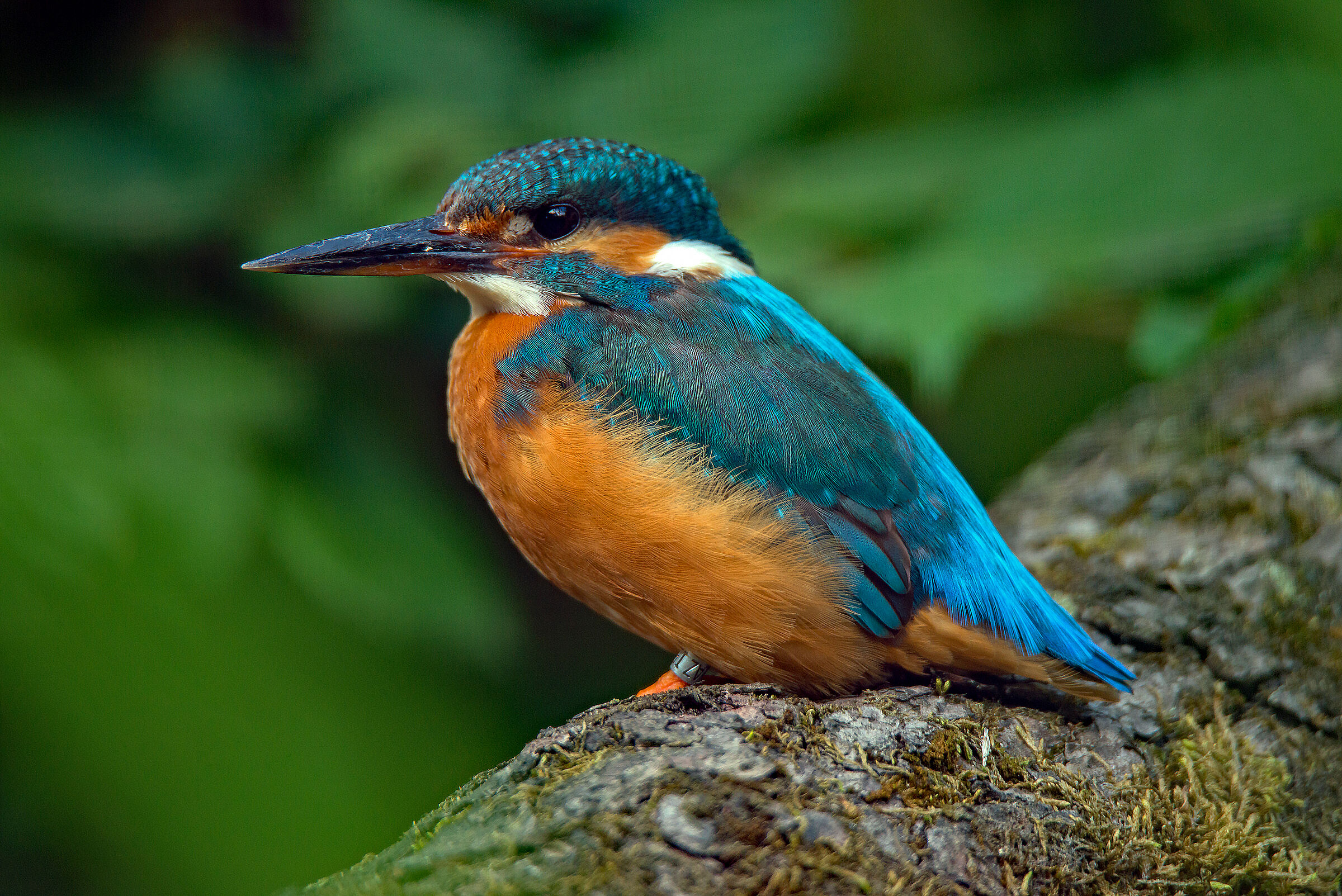 Ein Eisvogel sitzt auf einem Ast.