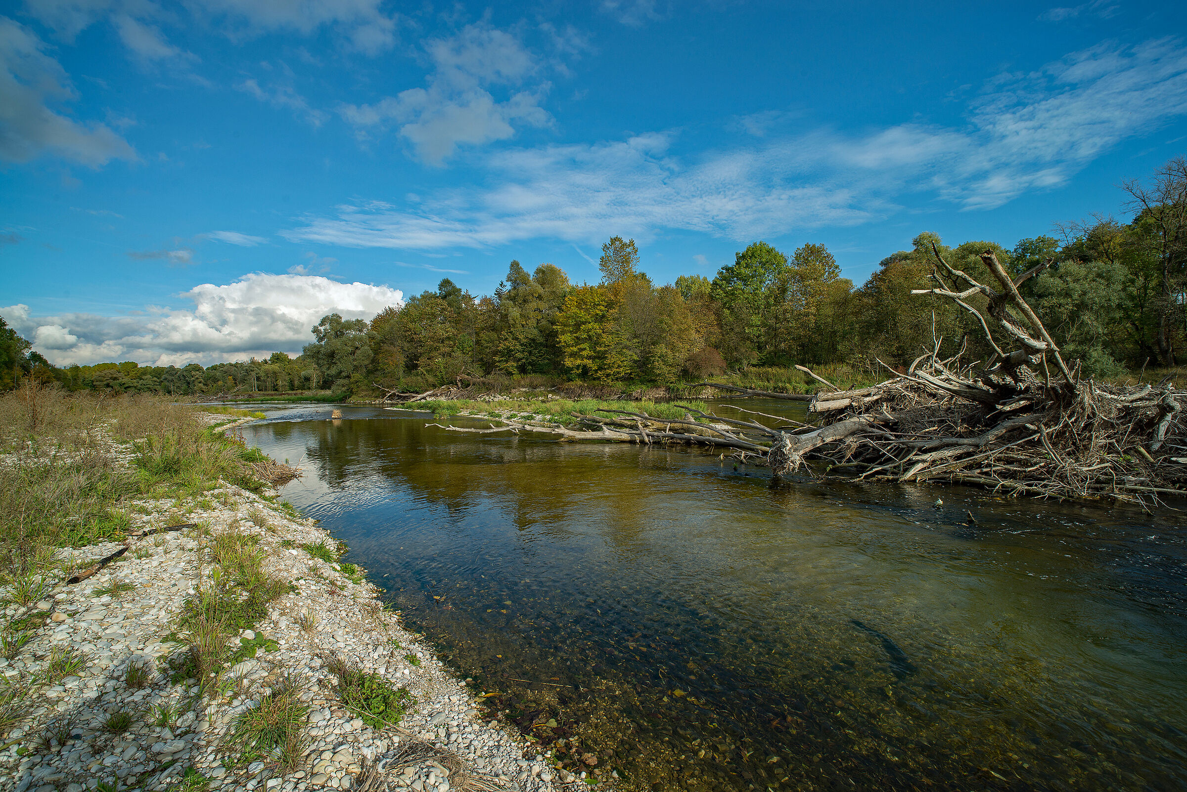 In den Auen lagert der Fluss Kies und entwurzelte Bäume ab. 