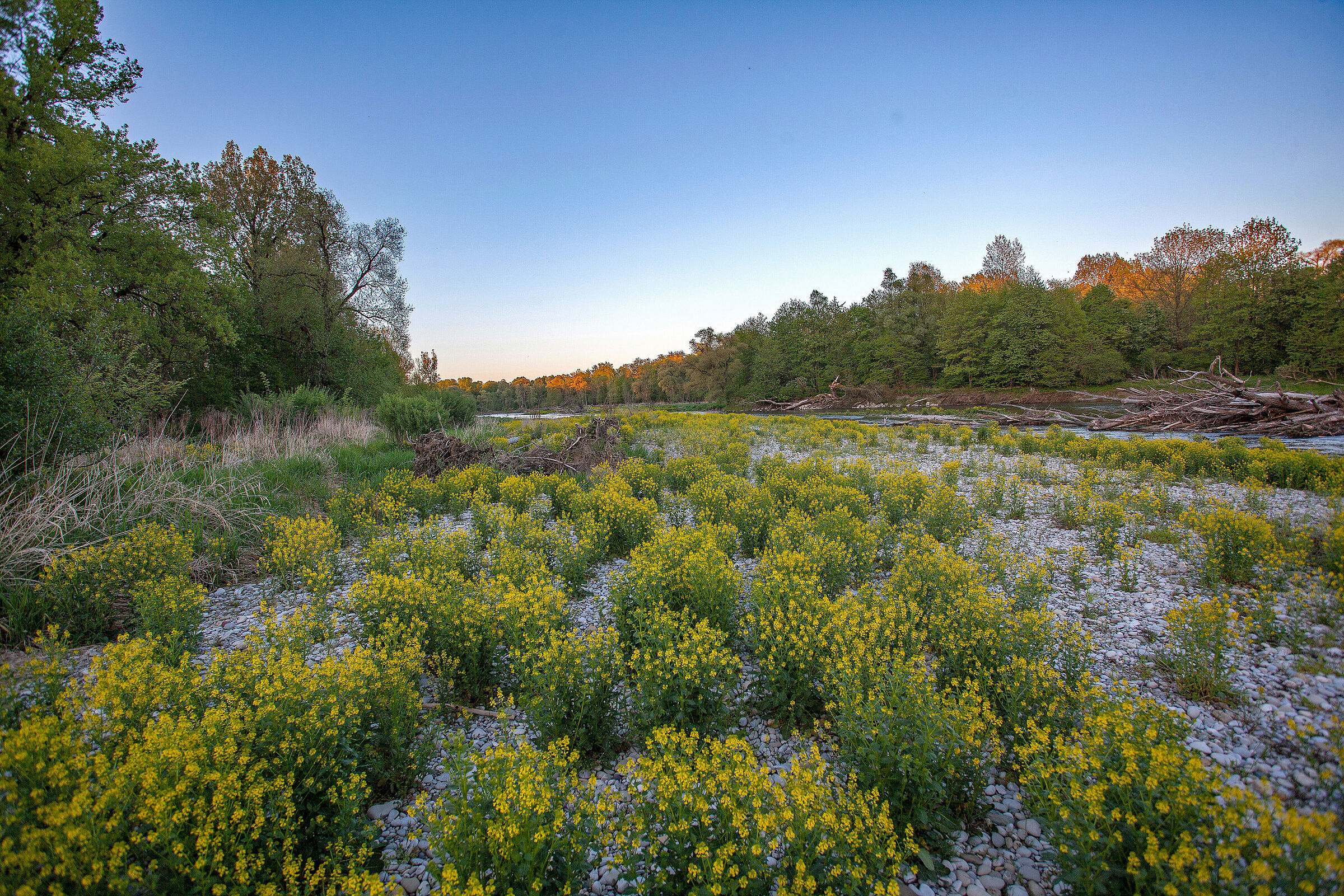 kleine gelbe Blumen wachsen auf einer Kiesbank an einem naturnahen Fluss.