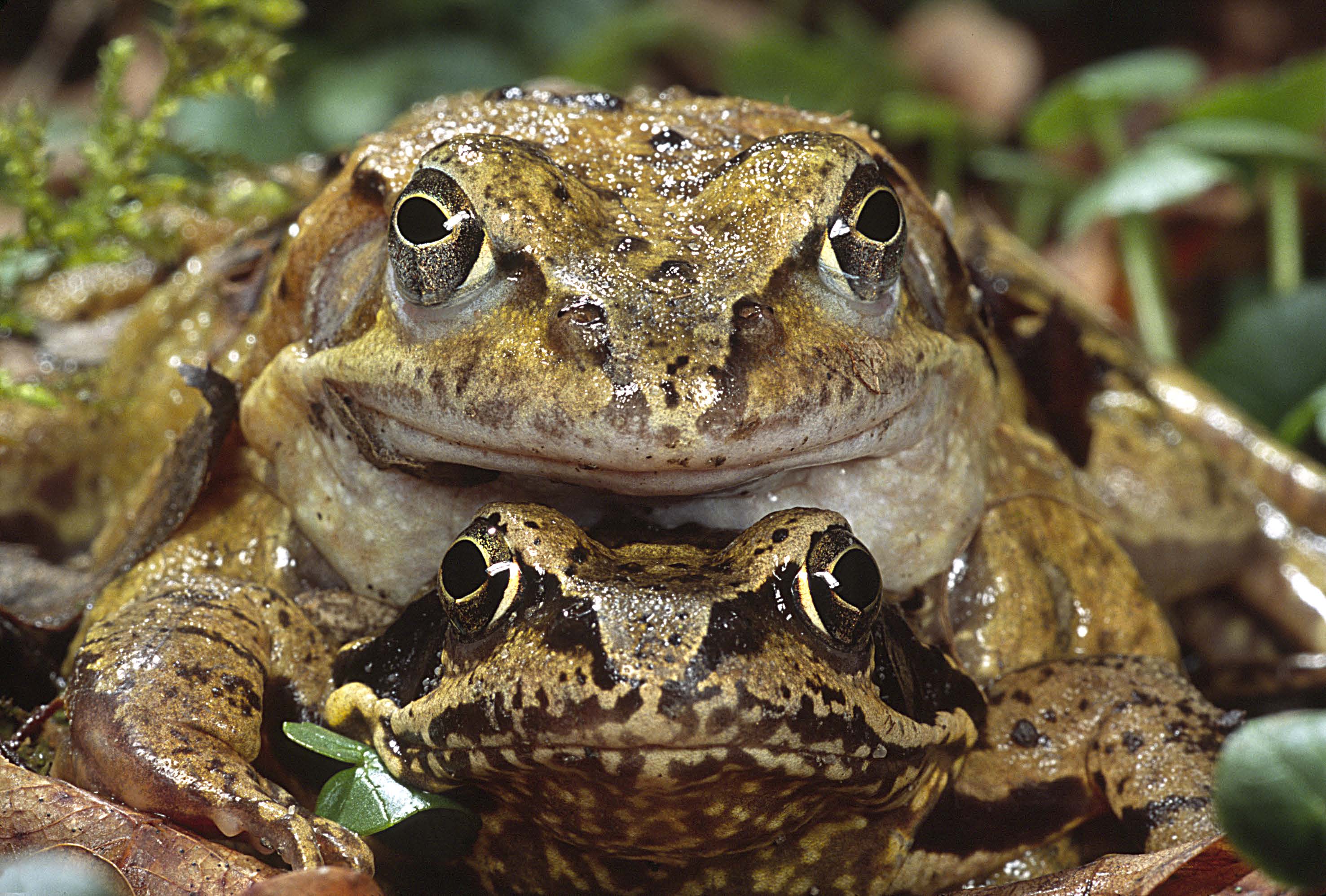 Zukunft der Amphibien in Bayern ungewiss - BUND Naturschutz in