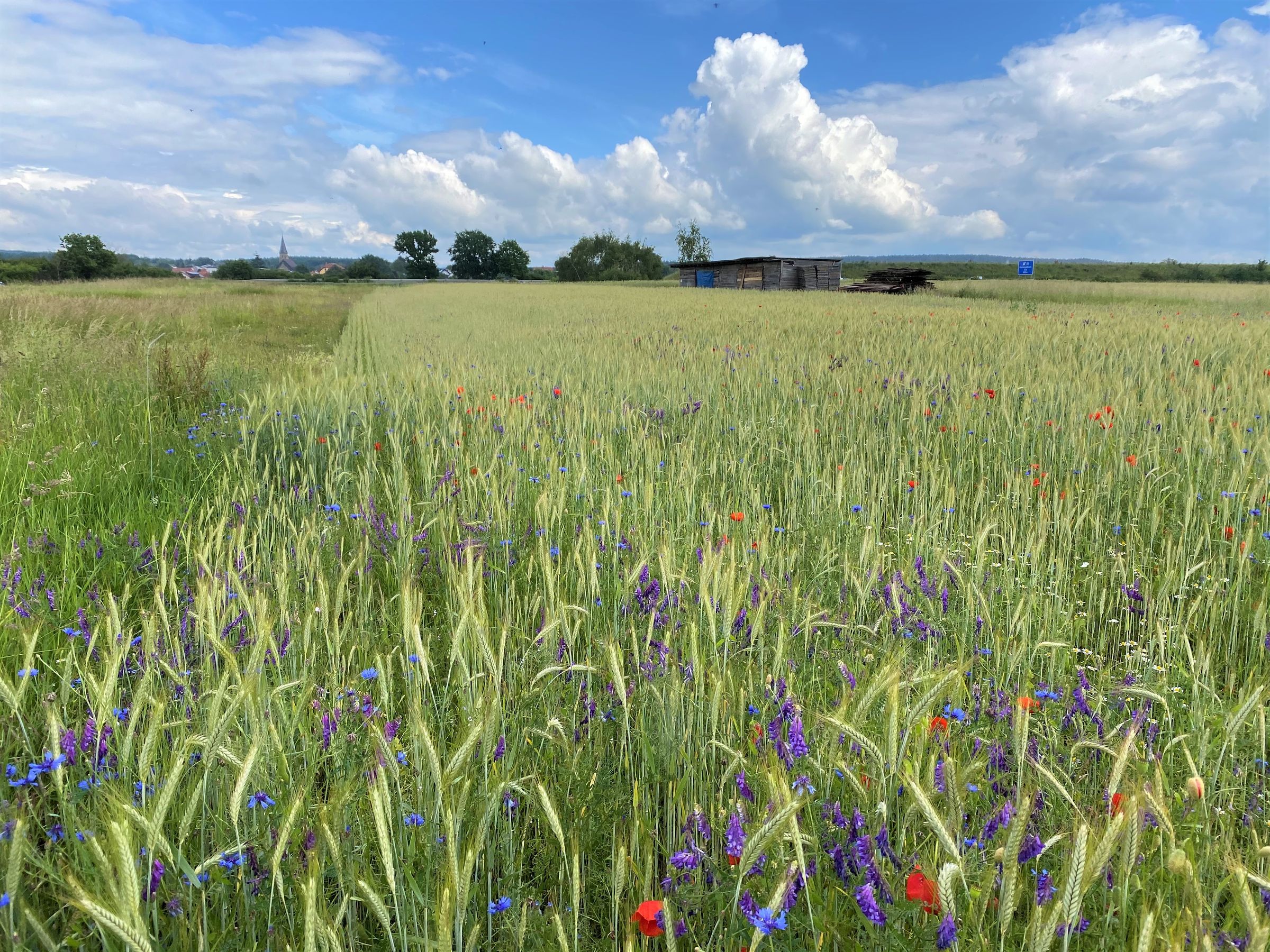 Ein Triticale-Erbsen-Acker mit bunten Ackerwildkräutern. Solche Äcker sind mit der modernen Landwirtschaft immer seltener geworden. (Foto: Otto Elsner)