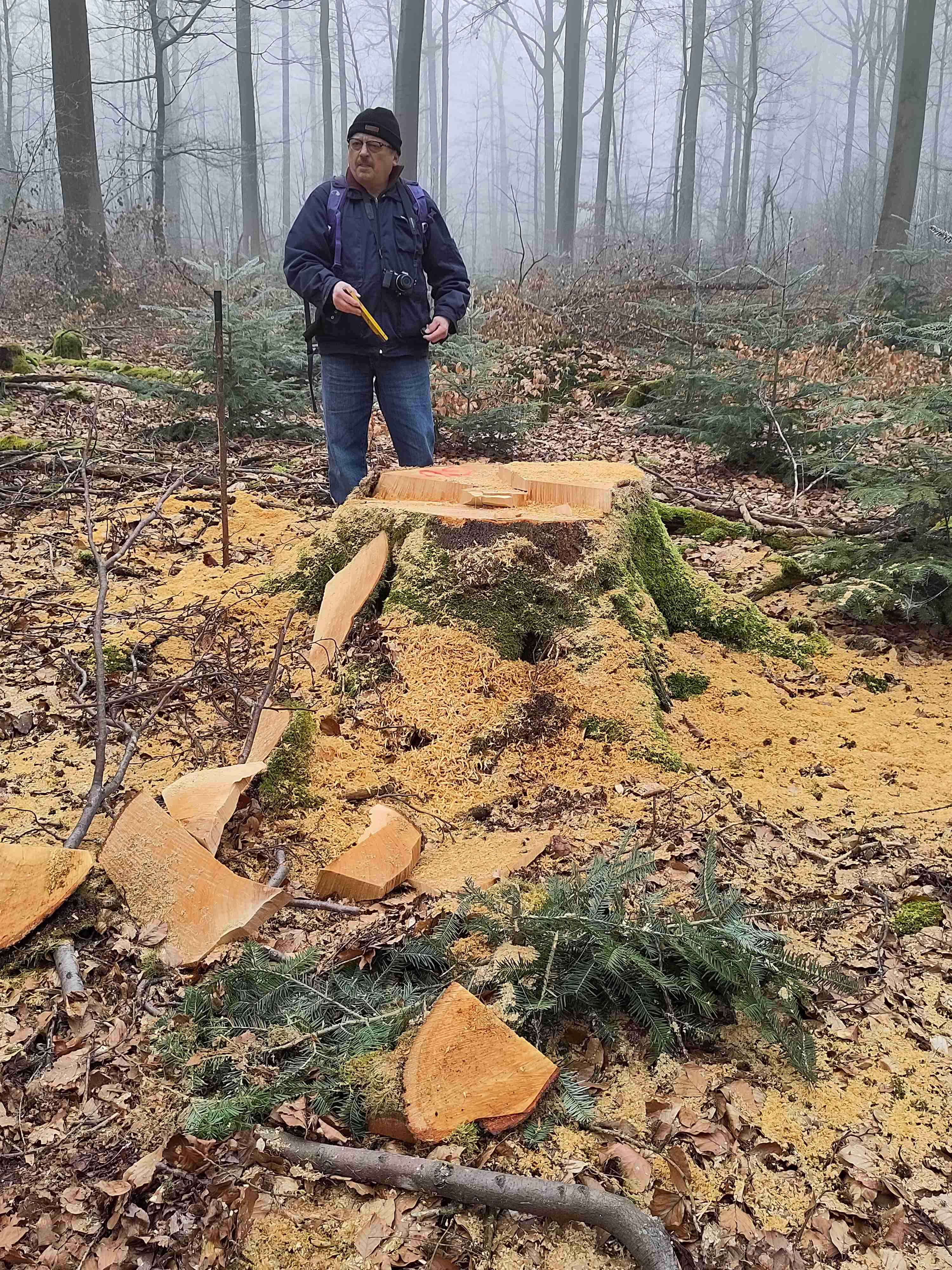 Einschlag im Steigerwald bei Unterschleichach, Foto: Ulla Reck