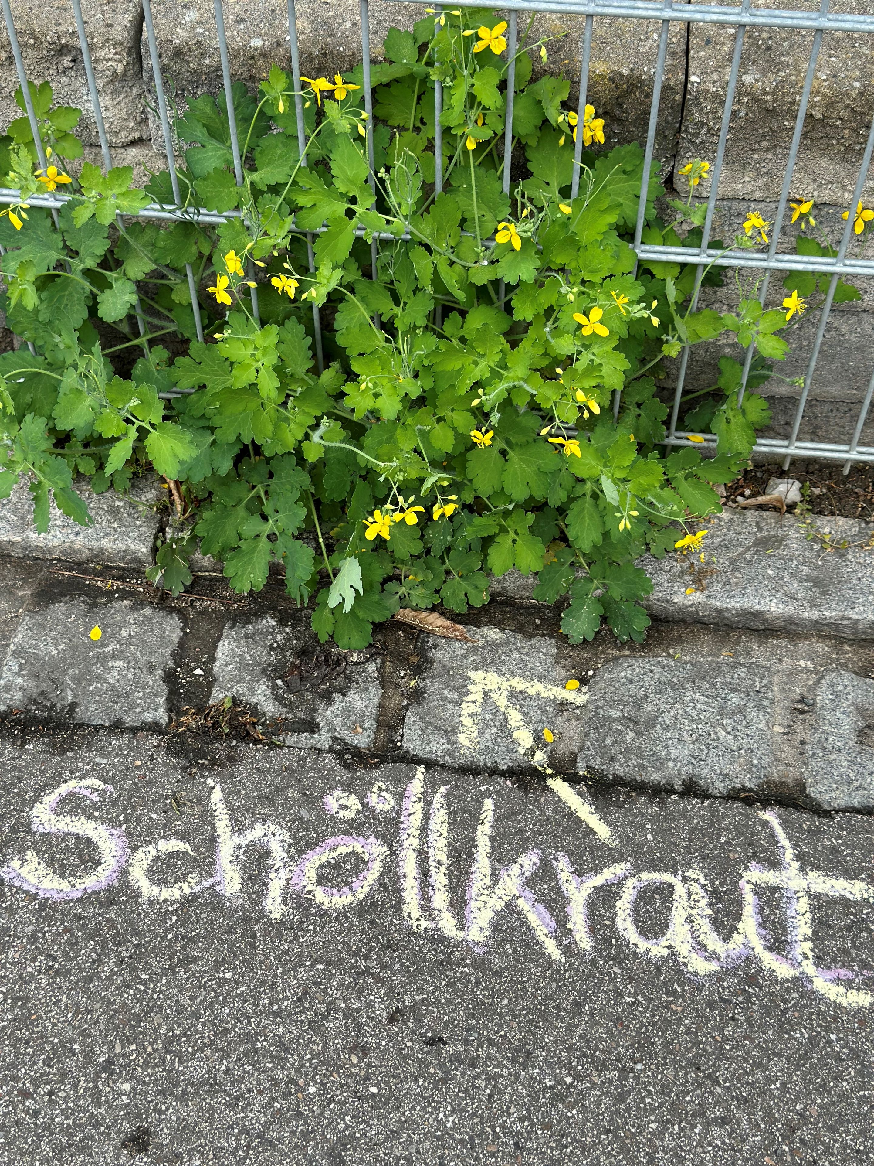 Schöllkraut (Foto: Martina Gehret, BN)