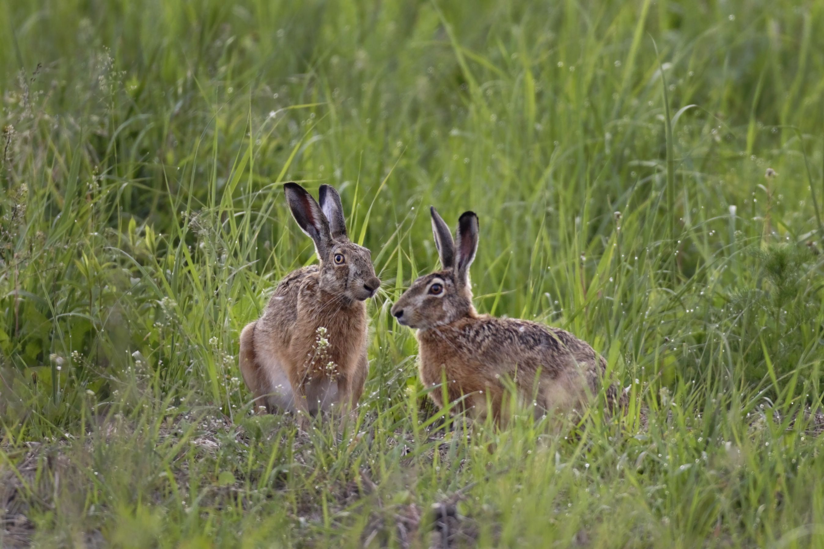 Feldhase (Foto: Marcus Bosch, BN)