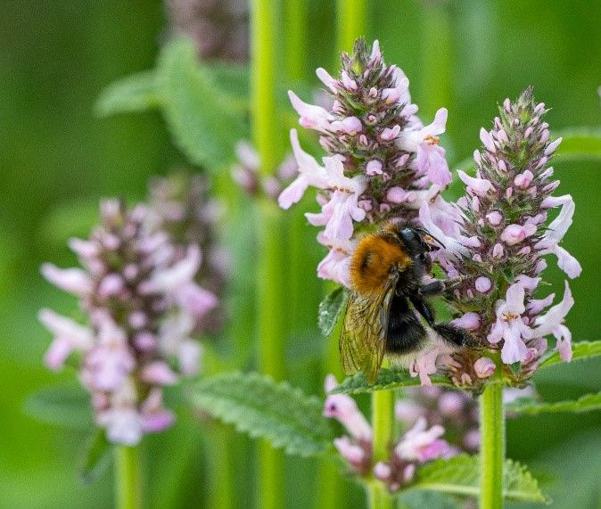 Baumhummel (Bombus hypnorum) an Heil-Ziest (Stachys officinalis). © Petra Kneib