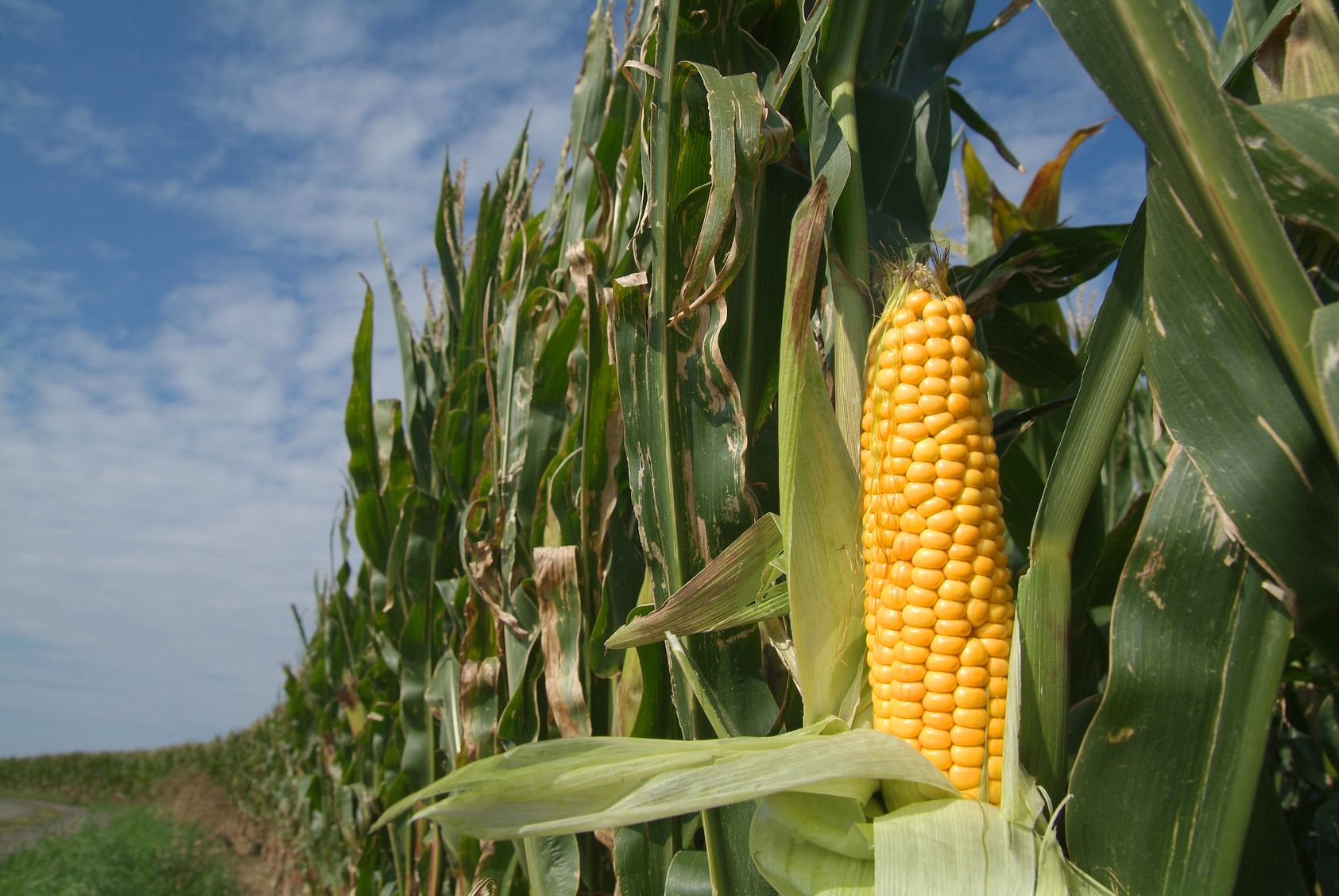 Keine Gentechnik in Natur und Essen! (Foto: Rebel/fotolia.com)