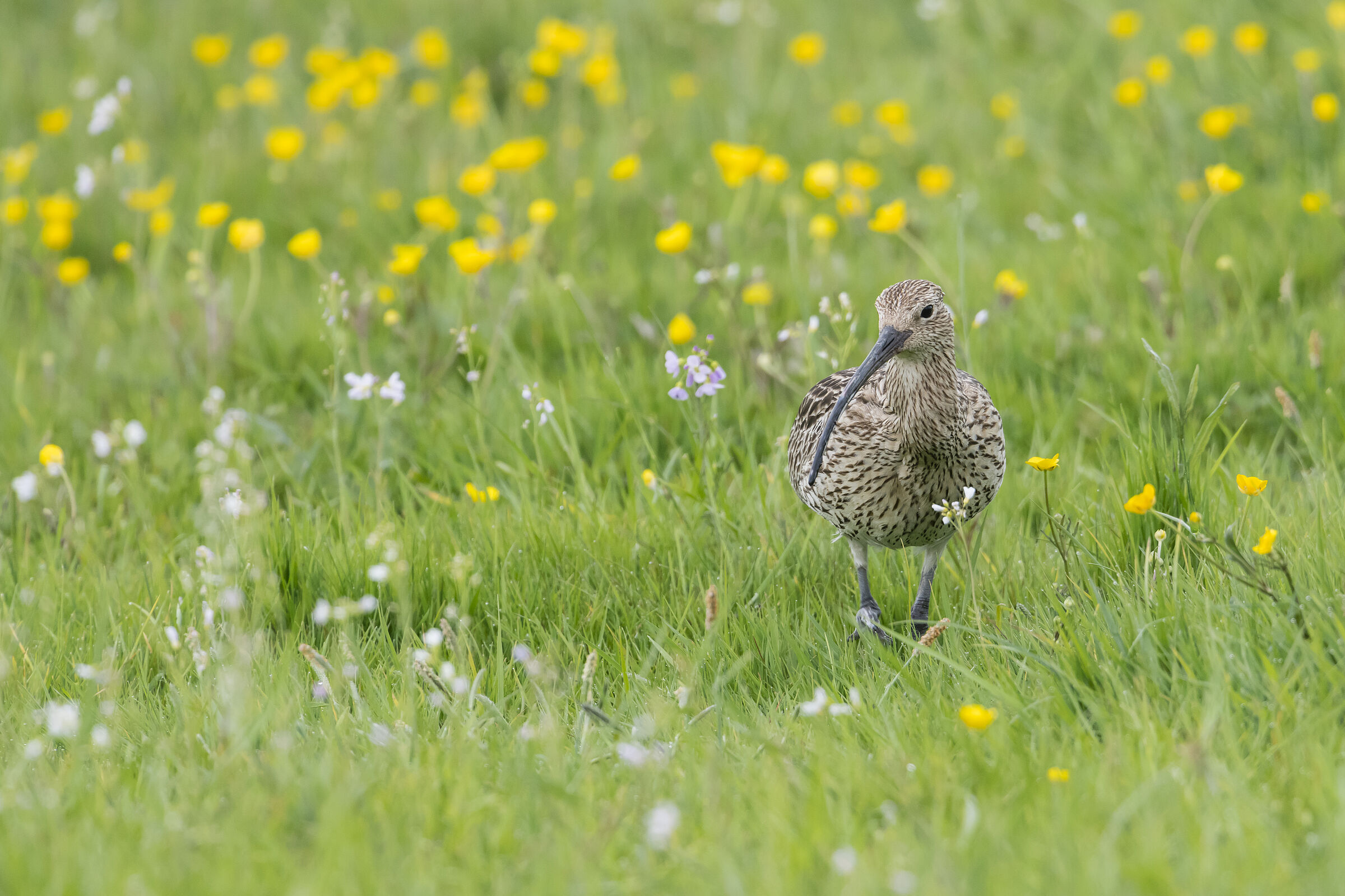 Grosser Brachvogel, Numenius arquata, Eurasian Curlew