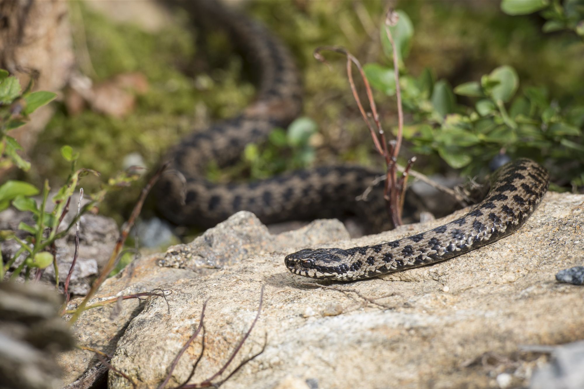 Kreuzotter, Vipera berus, common European adder