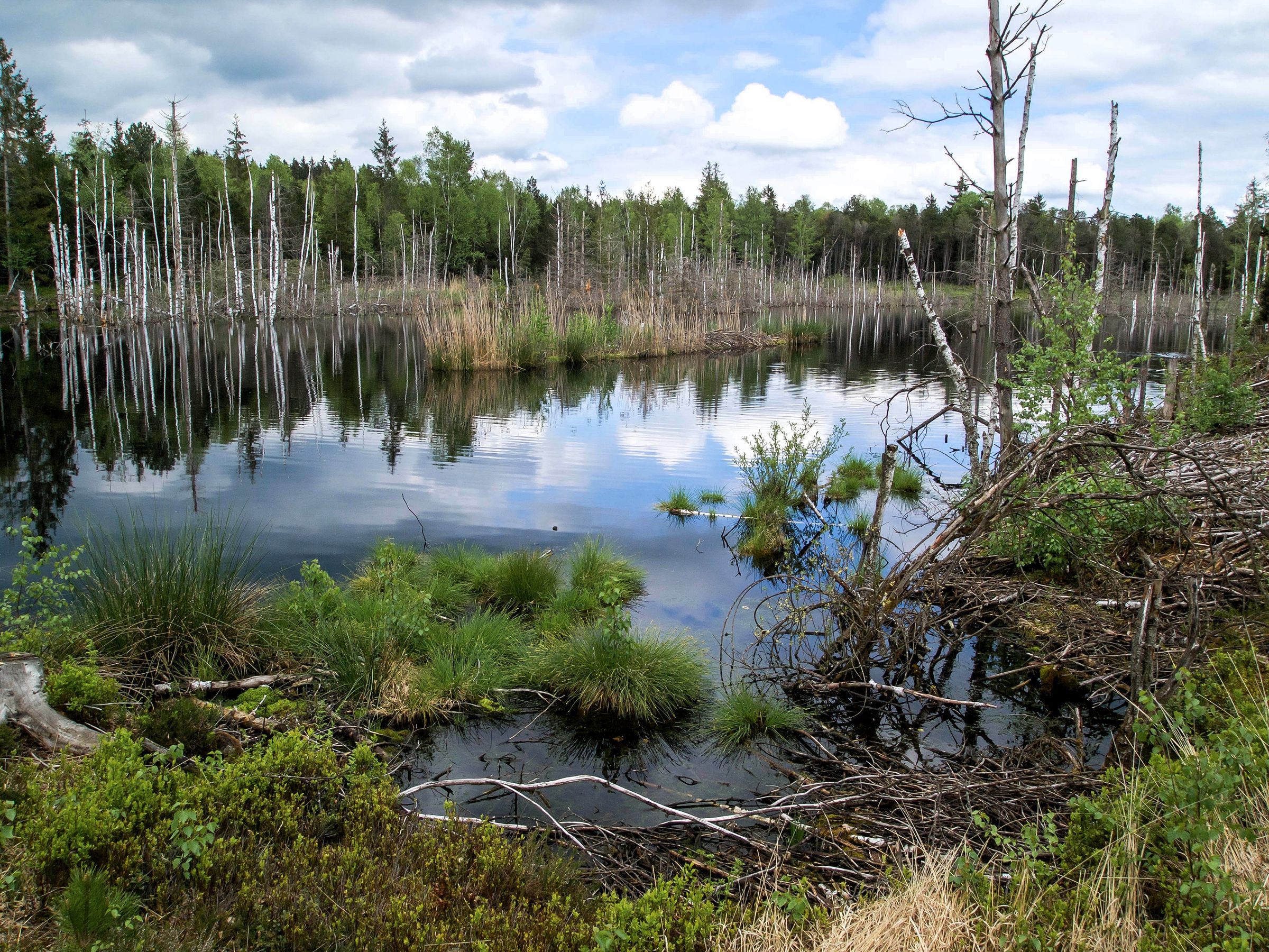 Foto: NEON-Iolith/commons.wikimedia.org