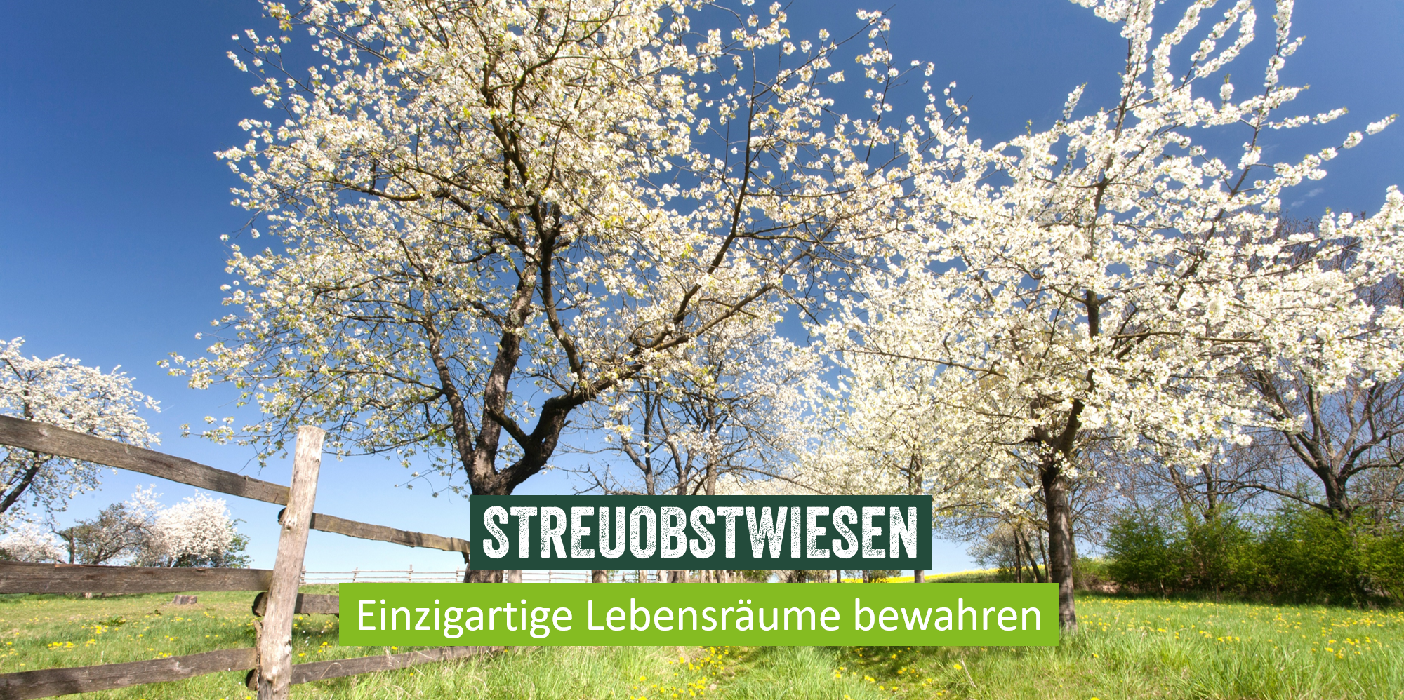 Blühende Streuobstwiese (Foto: Jenny Sturm/stock.adobe.com) Blühende Streuobstwiese