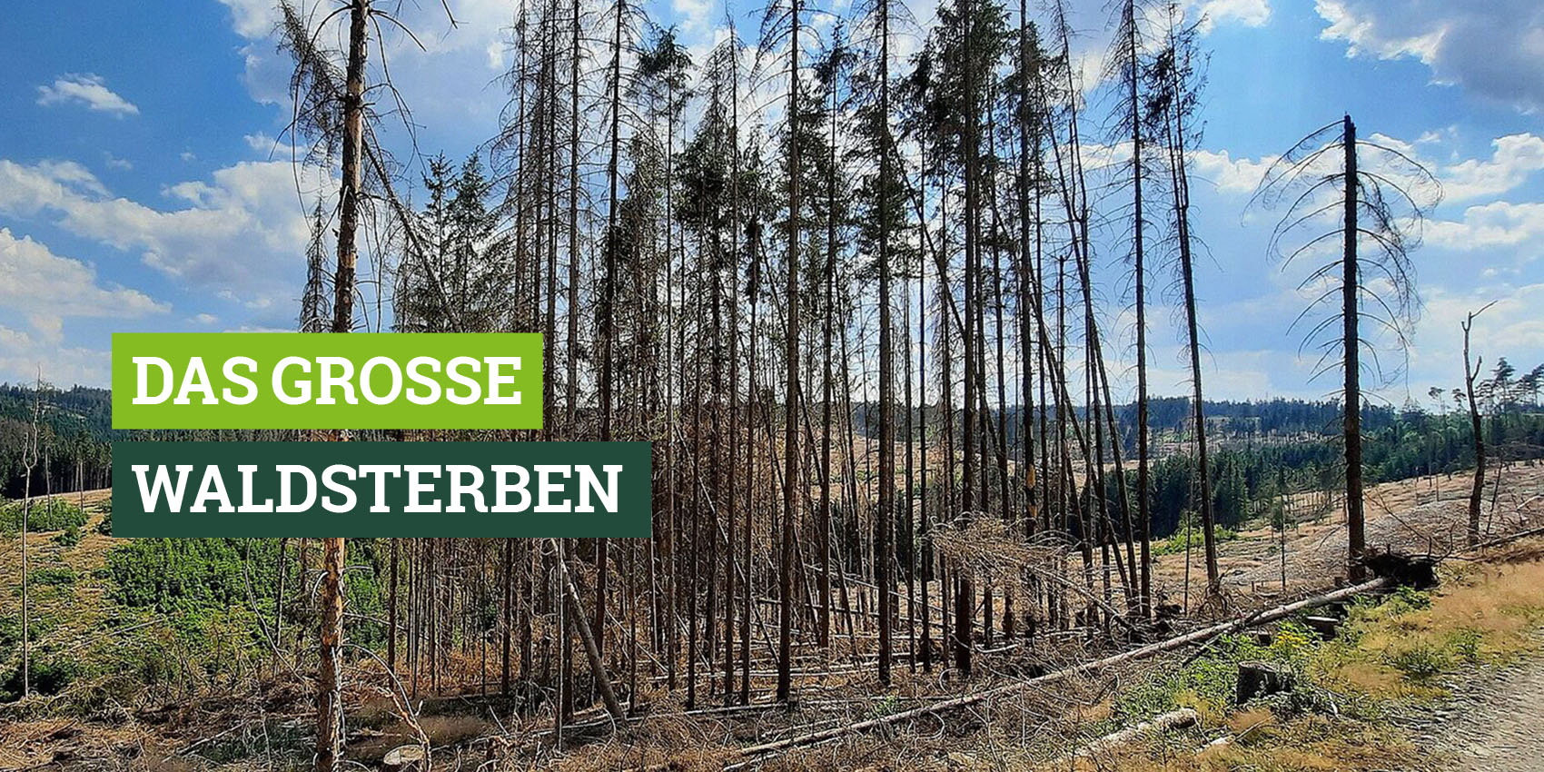 Waldsterben im Frankenwald (Foto: Ralf Straussberger)