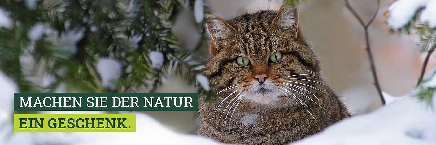 Wildkatze (Foto: Marcus Bosch)