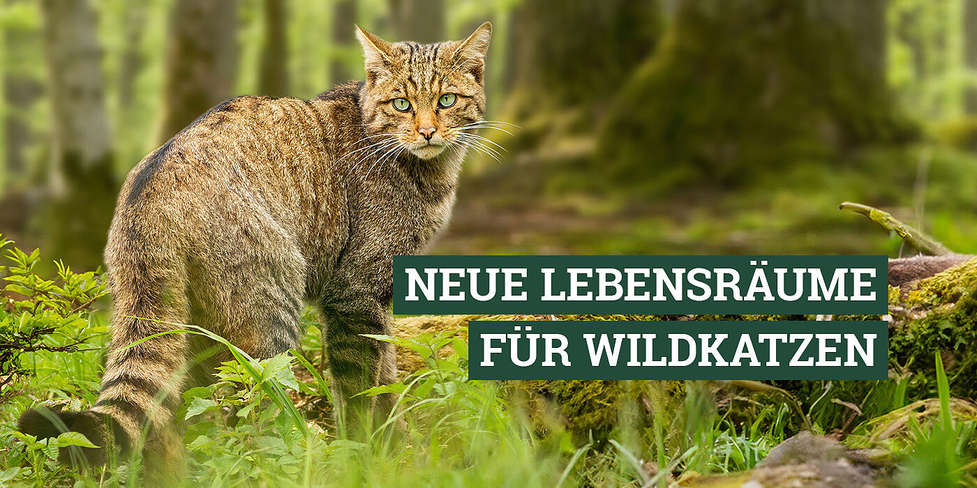 Wildkatze auf Waldlichtung