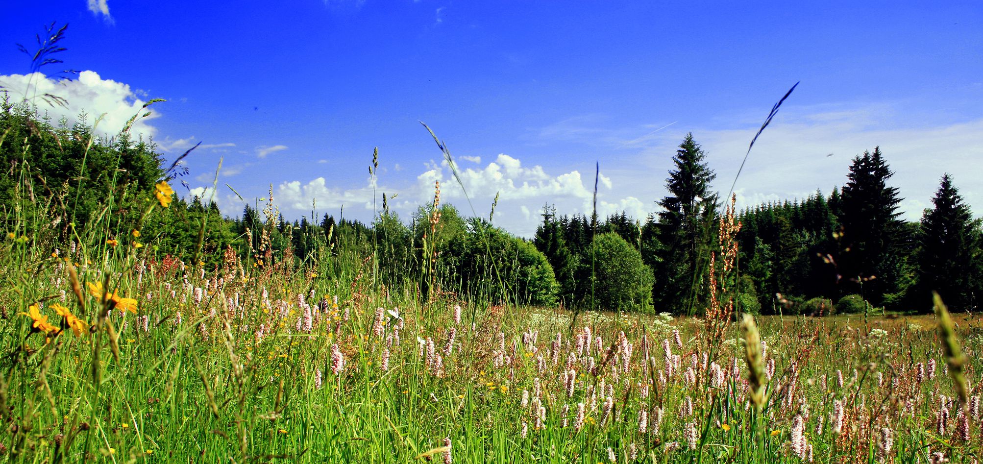 Für Bayerns Natur spenden (Foto: FotoMax12/fotolia.com)