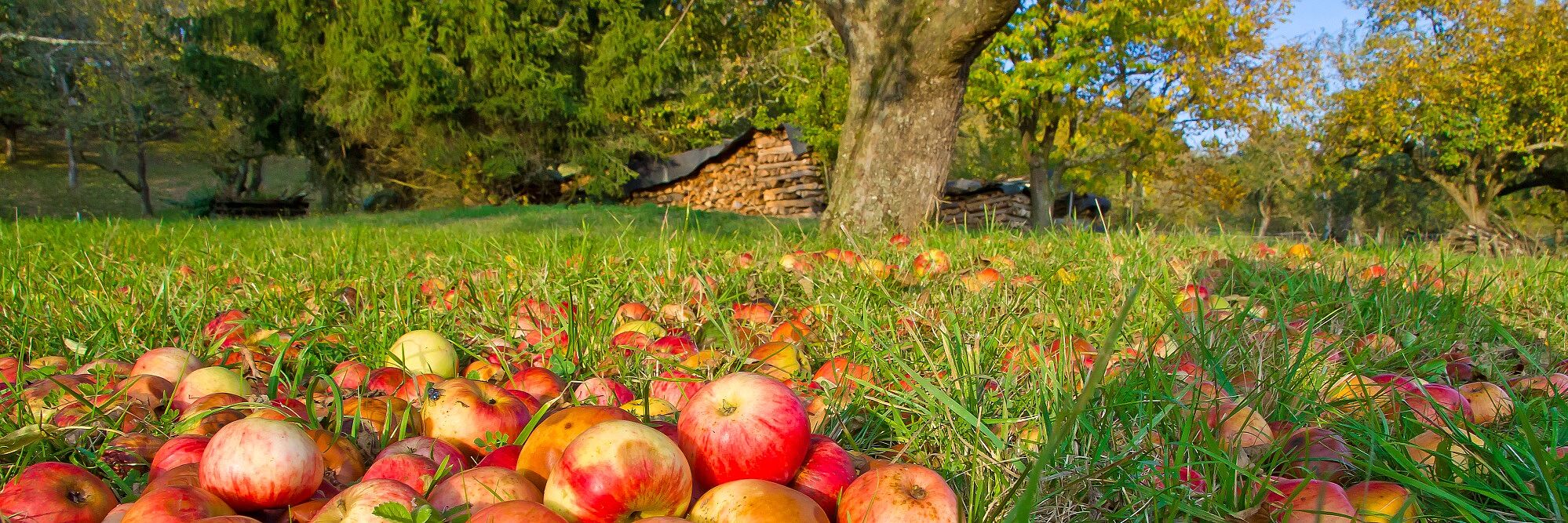 Streuobstwiese (Foto: Jürgen Fälchle/stock.adobe.com)