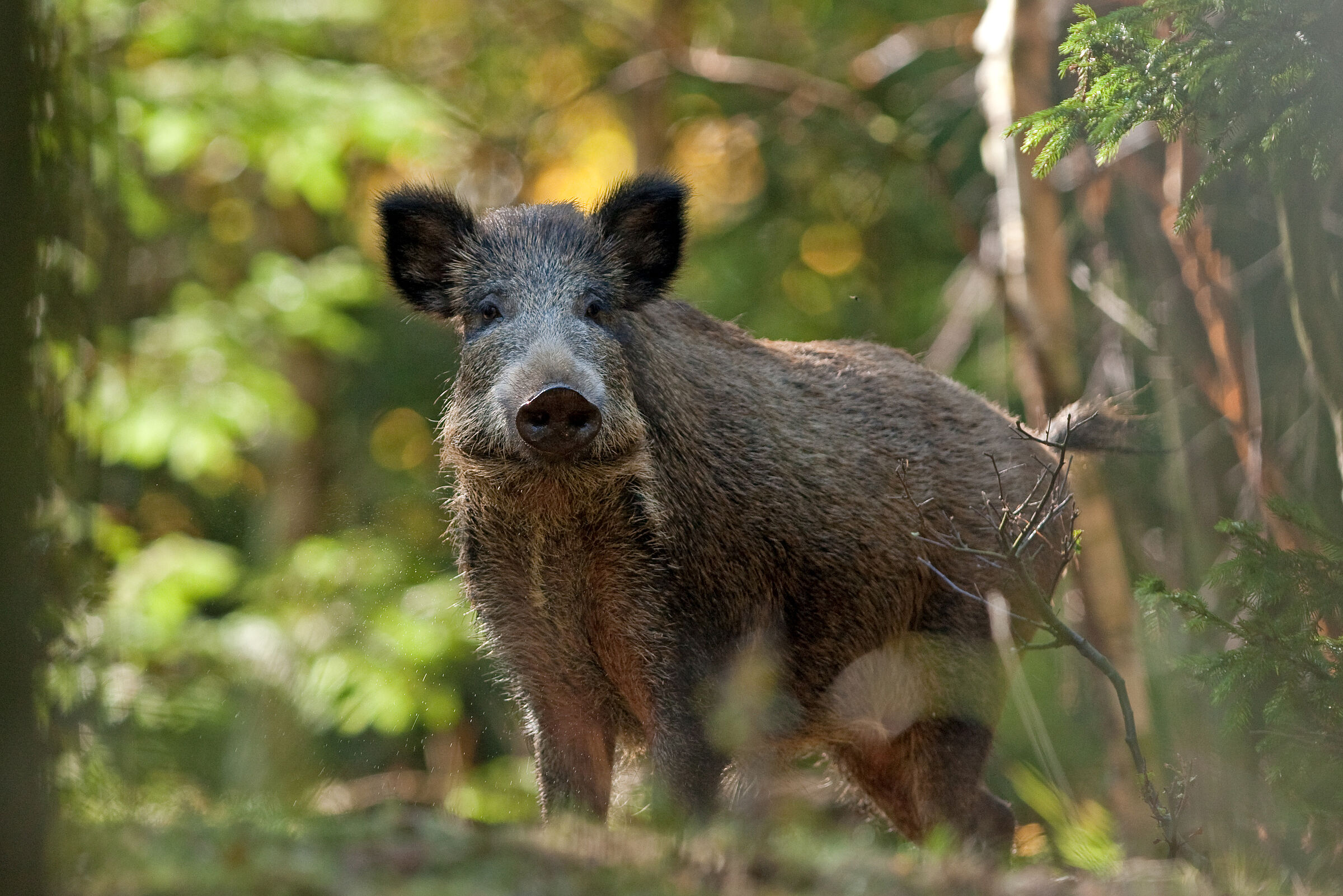 Ein Wildschwein im Wald: Heimisches Wild ist eine gute Alternative zu Bio-Fleisch (Foto: prochym - stock.adobe.com)