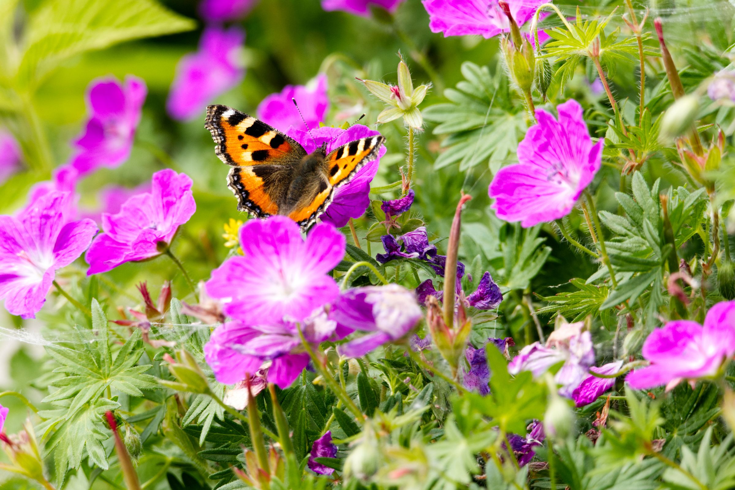 Blutroter Storchschnabel (Geranium sanguineum)