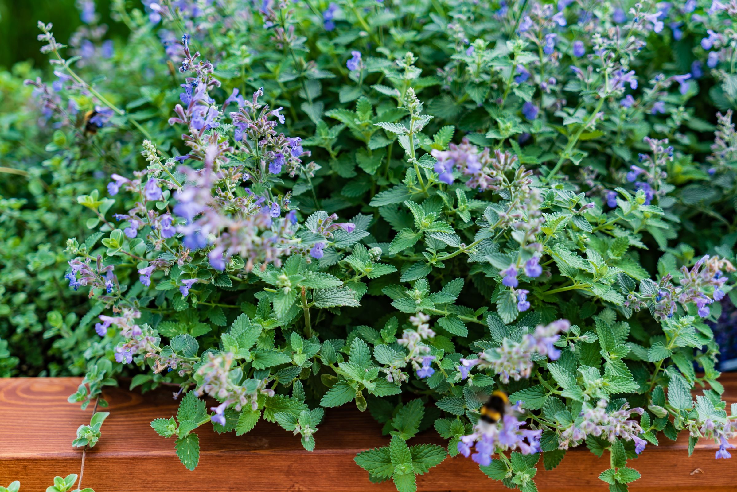 Echte Katzenminze (Nepeta cataria)