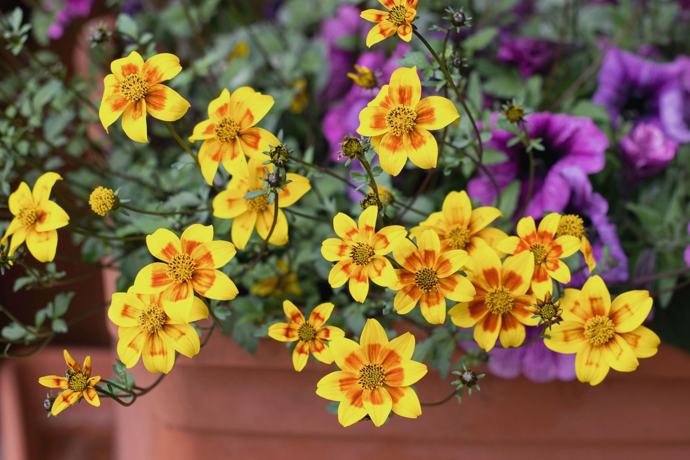 Goldmarie (Bidens ferulifolia)