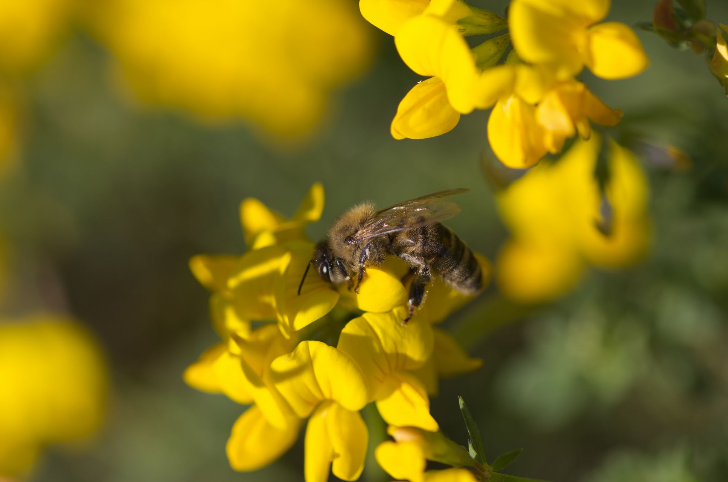 Hornklee (Lotus corniculatus)