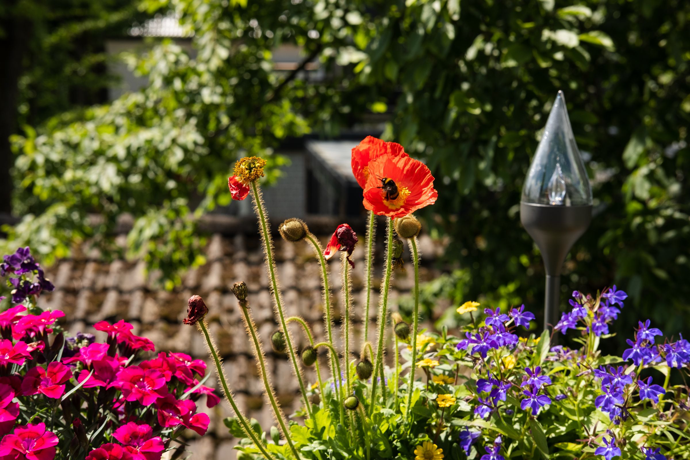 Klatschmohn (Papaver rhoeas)
