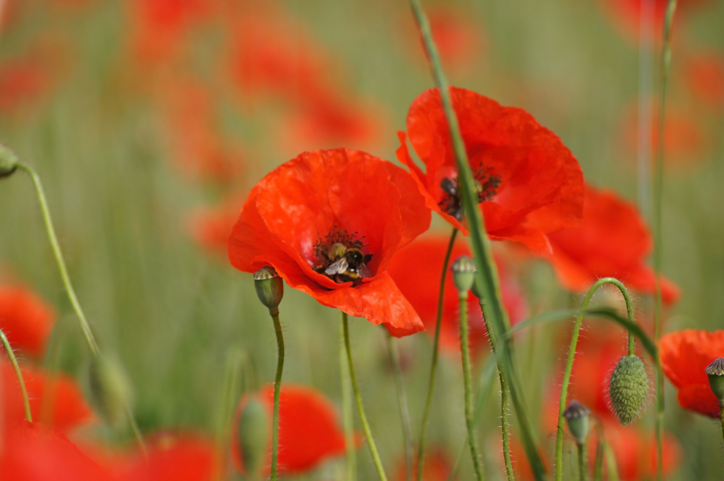 Klatschmohn (Papaver rhoeas)